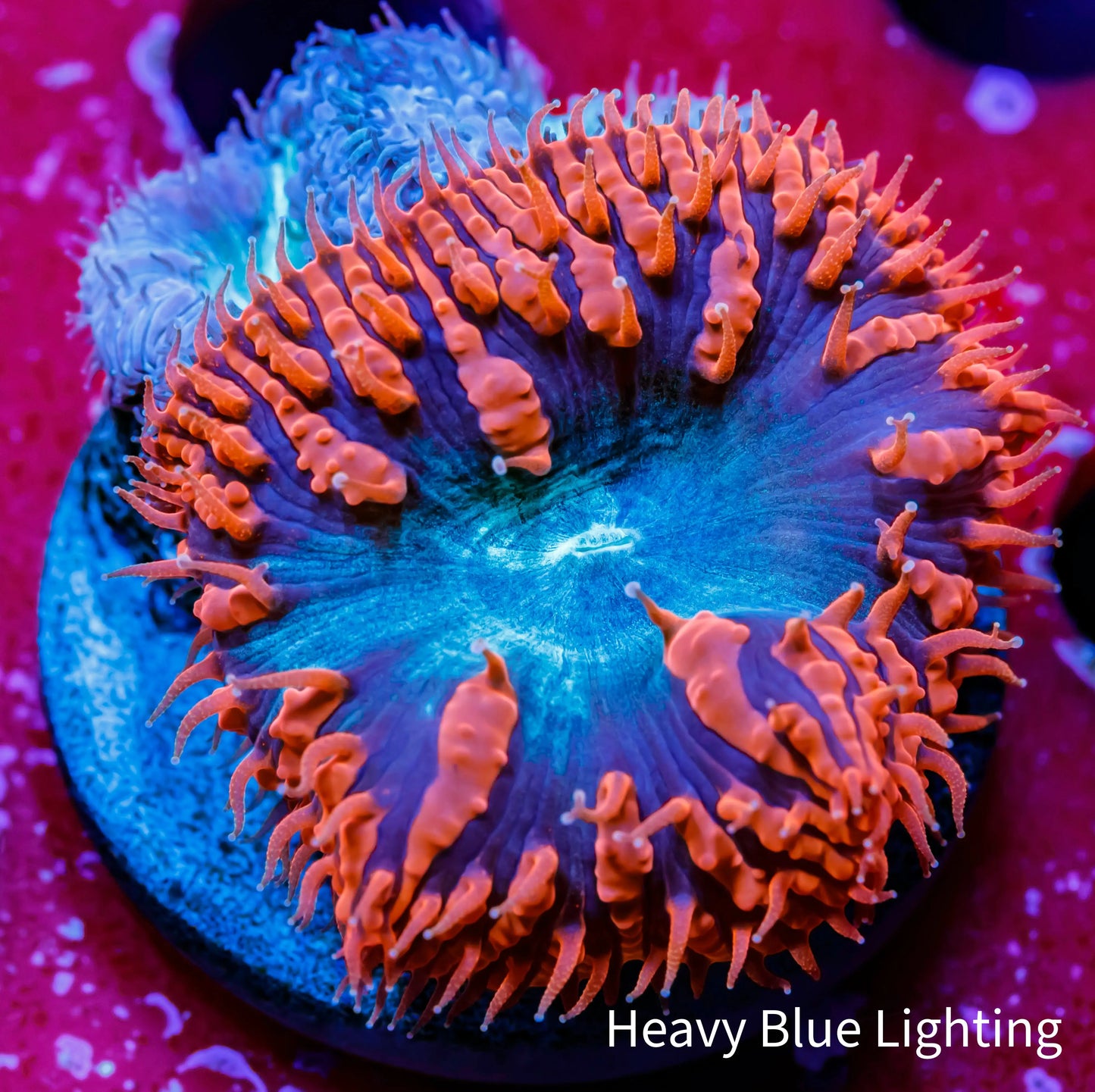 Blastomussa wellsi Coral- Frag WYSIWYG Blastomussa wellsi Coral- Frag WYSIWYG LPS Blastomussa wellsi Coral- Frag WYSIWYG Zeo Box Reef