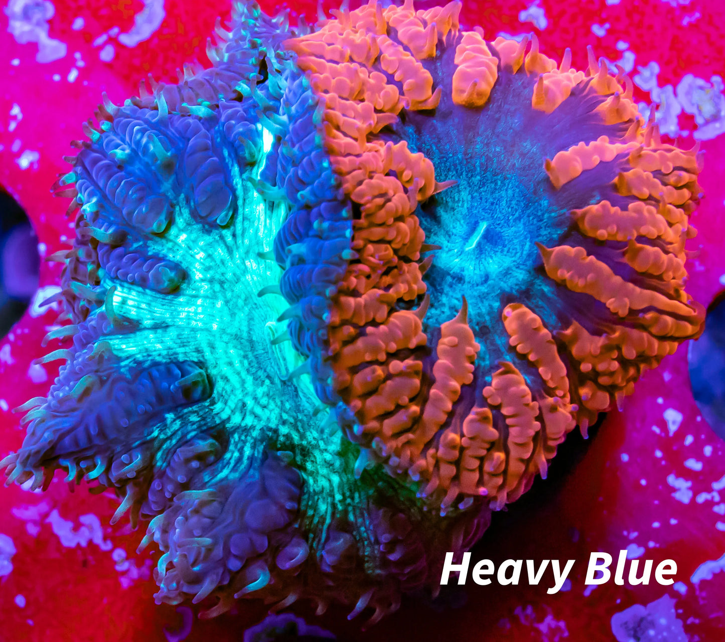 Blastomussa wellsi Coral- Mixed Blasto Frag WYSIWYG Blastomussa wellsi Coral- Mixed Blasto Frag WYSIWYG LPS Blastomussa wellsi Coral- Mixed Blasto Frag WYSIWYG Zeo Box Reef