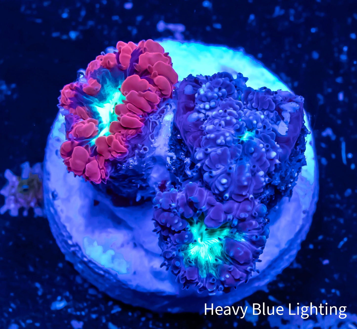 Blastomussa wellsi Coral- Frag WYSIWYG Blastomussa wellsi Coral- Frag WYSIWYG LPS Blastomussa wellsi Coral- Frag WYSIWYG Zeo Box Reef