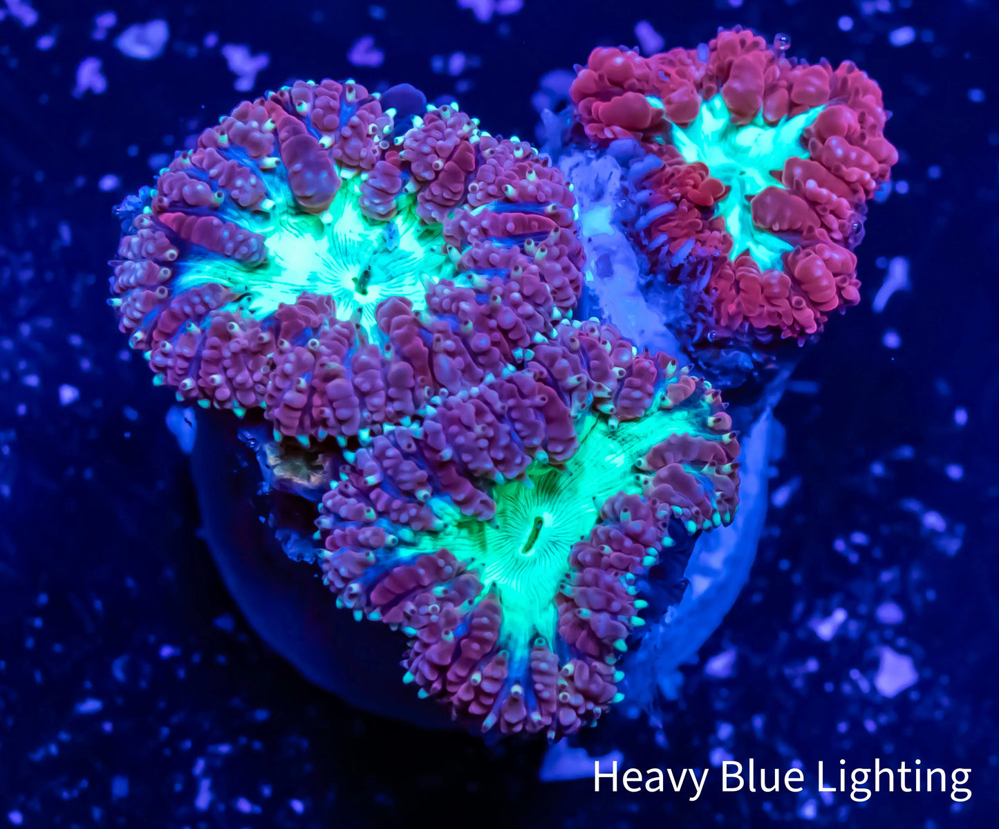 Blastomussa wellsi Coral- Frag WYSIWYG Blastomussa wellsi Coral- Frag WYSIWYG LPS Blastomussa wellsi Coral- Frag WYSIWYG Zeo Box Reef