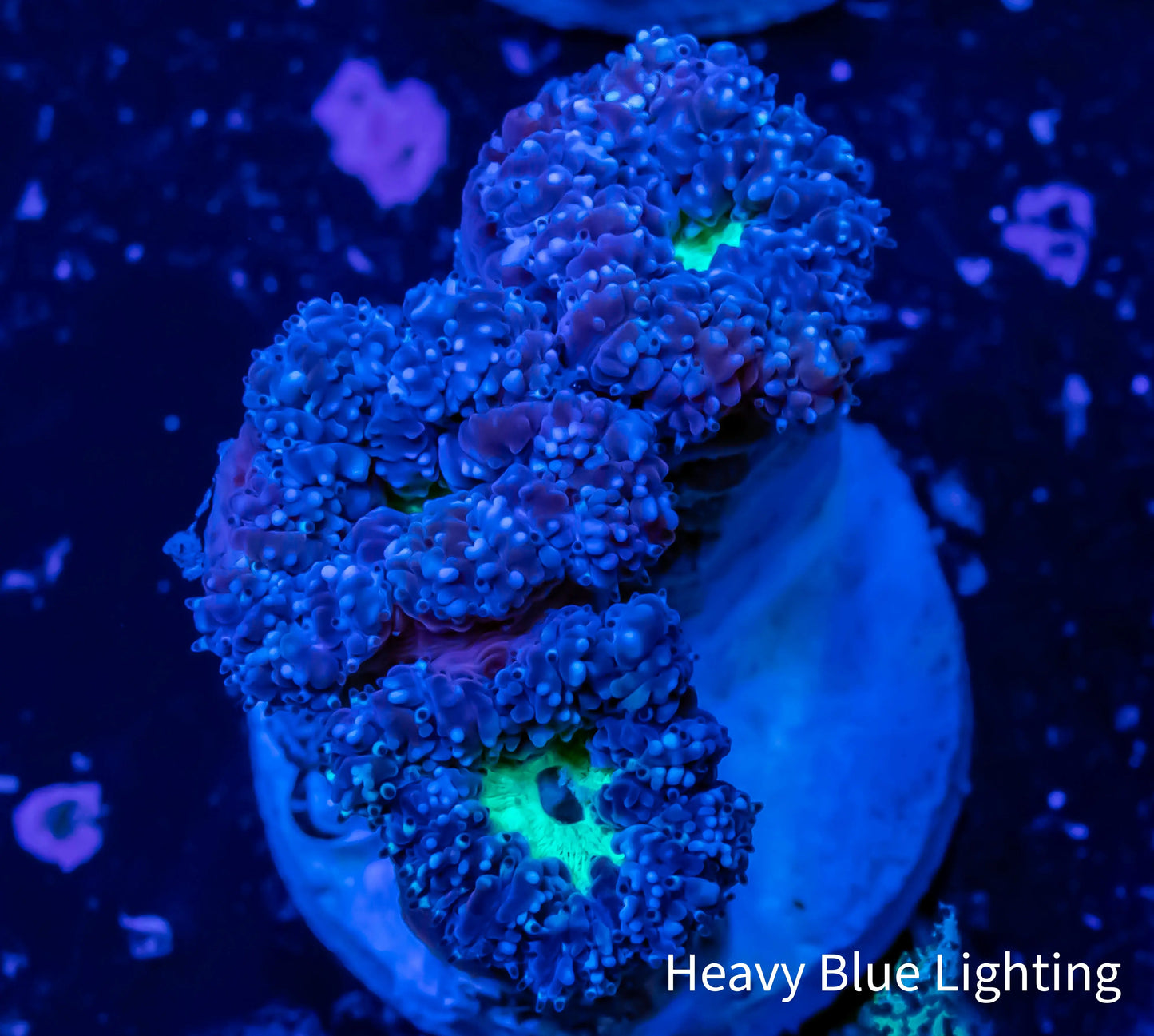 Blastomussa wellsi Coral- Frag WYSIWYG Blastomussa wellsi Coral- Frag WYSIWYG LPS Blastomussa wellsi Coral- Frag WYSIWYG Zeo Box Reef