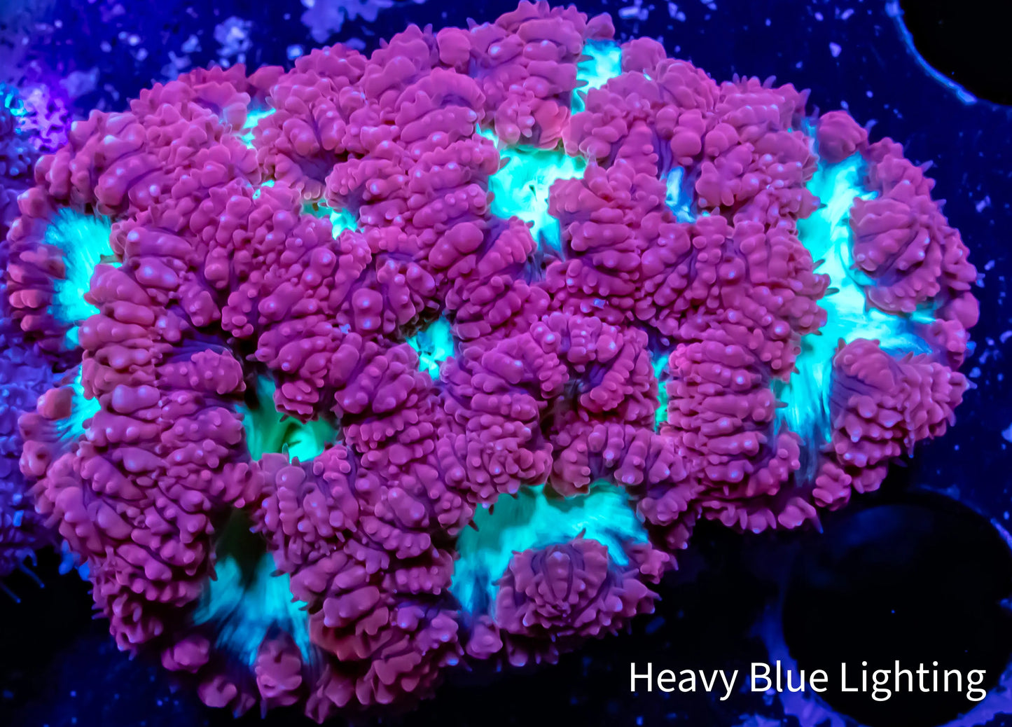 Blastomussa wellsi Coral- Frag WYSIWYG Blastomussa wellsi Coral- Frag WYSIWYG LPS Blastomussa wellsi Coral- Frag WYSIWYG Zeo Box Reef