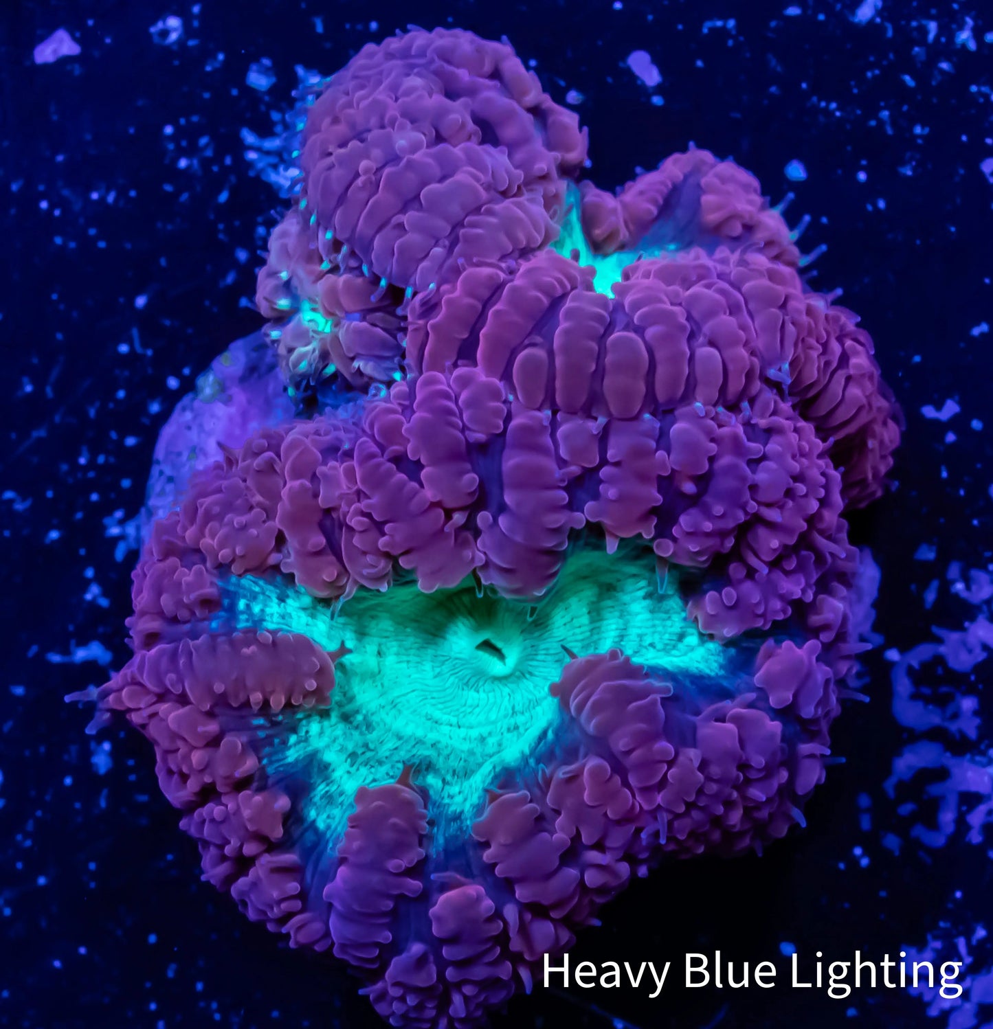 Blastomussa wellsi Coral- Frag WYSIWYG Blastomussa wellsi Coral- Frag WYSIWYG LPS Blastomussa wellsi Coral- Frag WYSIWYG Zeo Box Reef