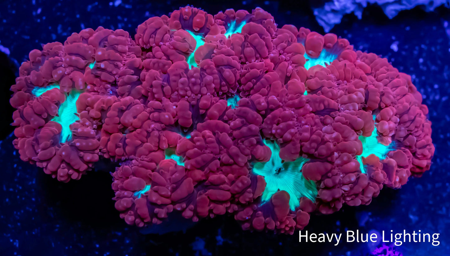 Blastomussa wellsi Coral- WYSIWYG 5cm Blastomussa wellsi Coral- WYSIWYG 5cm LPS Blastomussa wellsi Coral- WYSIWYG 5cm Zeo Box Reef