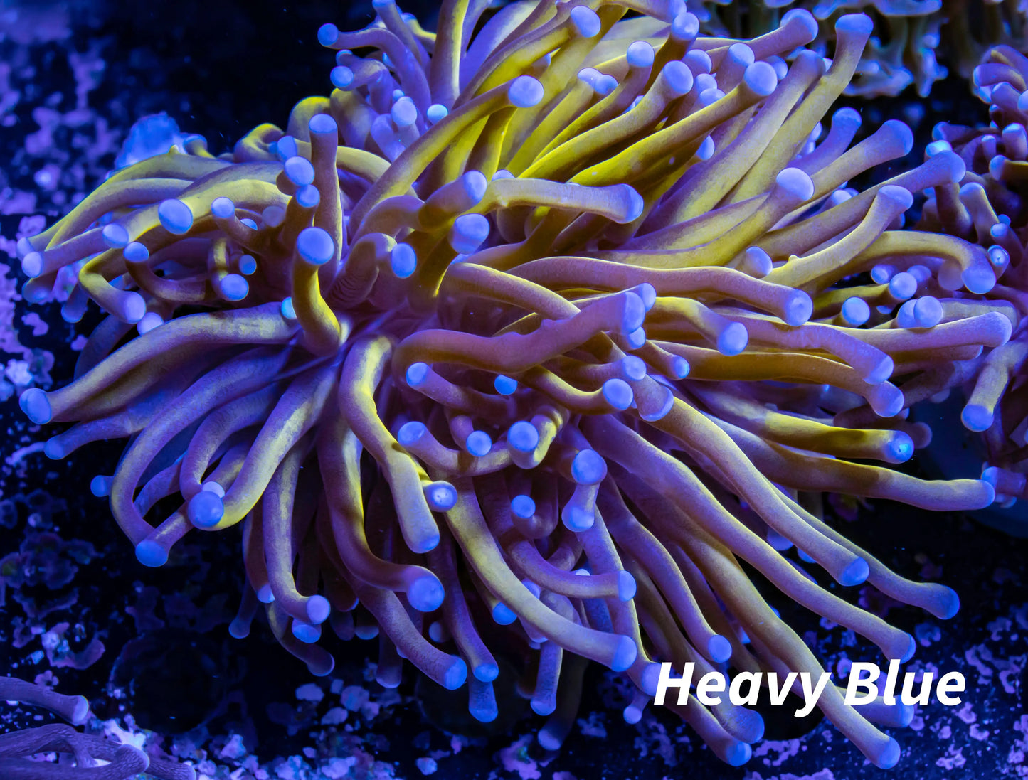 Blue Tip Gold Torch Coral WYSIWYG 6cm Blue Tip Gold Torch Coral WYSIWYG 6cm LPS Blue Tip Gold Torch Coral WYSIWYG 6cm Zeo Box Reef