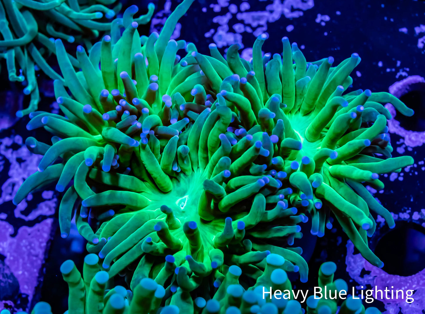 Blue Tip Green Torch Coral 8 cm Blue Tip Green Torch Coral 8 cm LPS Blue Tip Green Torch Coral 8 cm Zeo Box Reef