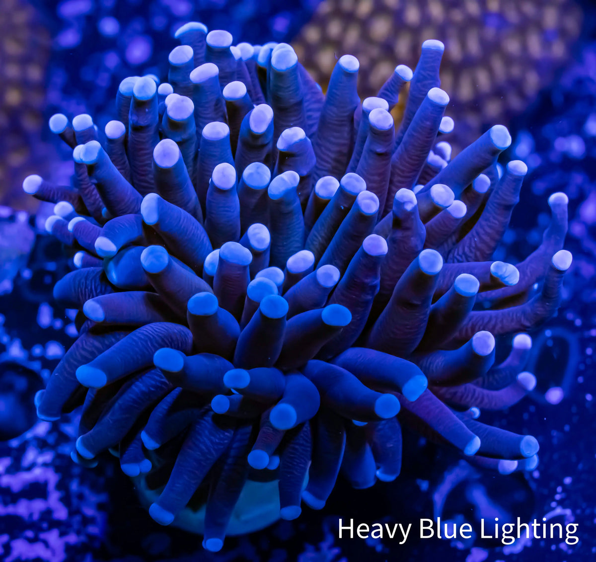 Blue Tip Purple Stem Torch Coral 5cm WYSIWYG Blue Tip Purple Stem Torch Coral 5cm WYSIWYG LPS Blue Tip Purple Stem Torch Coral 5cm WYSIWYG Zeo Box Reef
