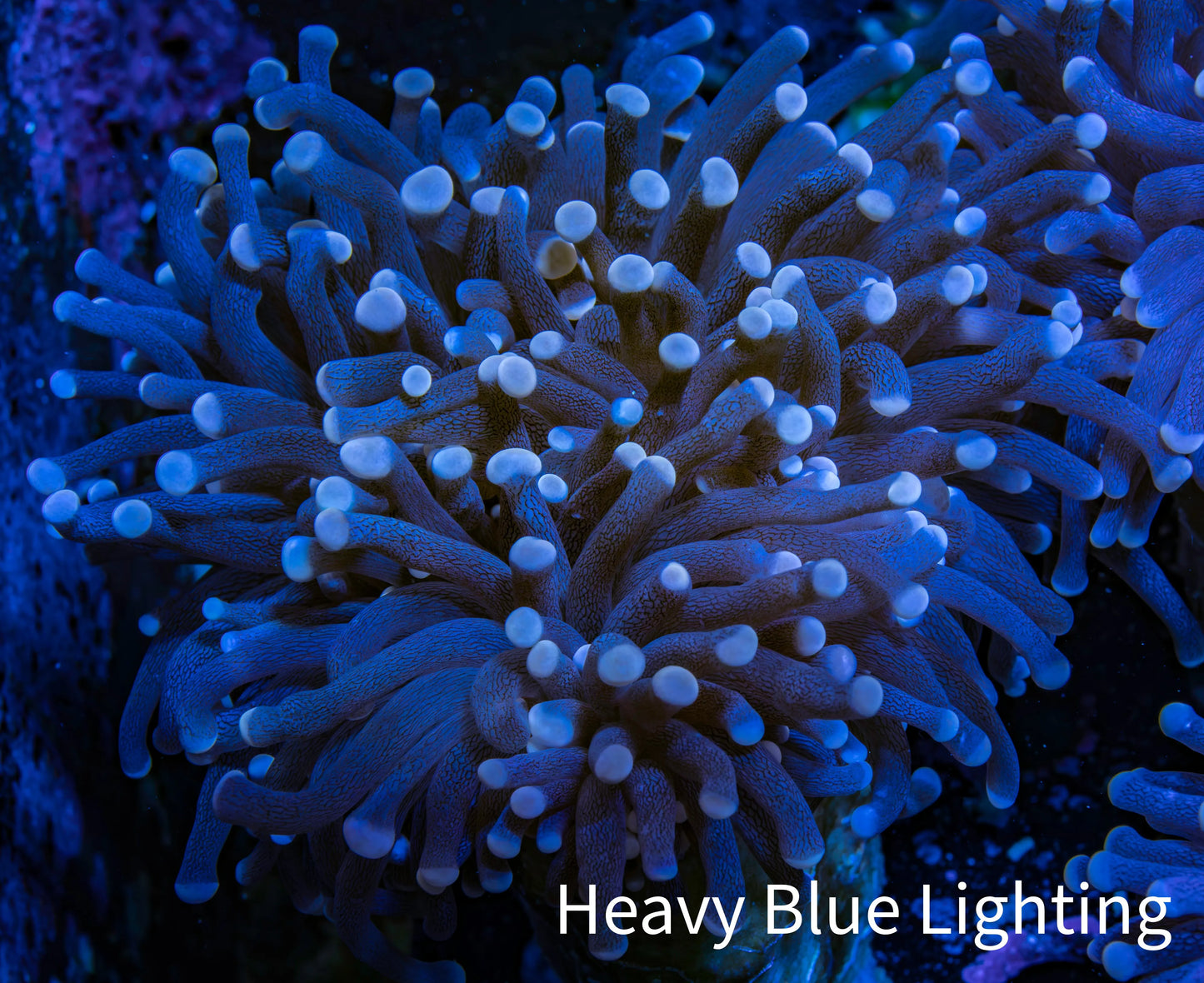Blue Tip Torch Coral 7cm WYSIWYG F@R1B1 Blue Tip Torch Coral 7cm WYSIWYG F@R1B1 LPS Blue Tip Torch Coral 7cm WYSIWYG F@R1B1 Zeo Box Reef