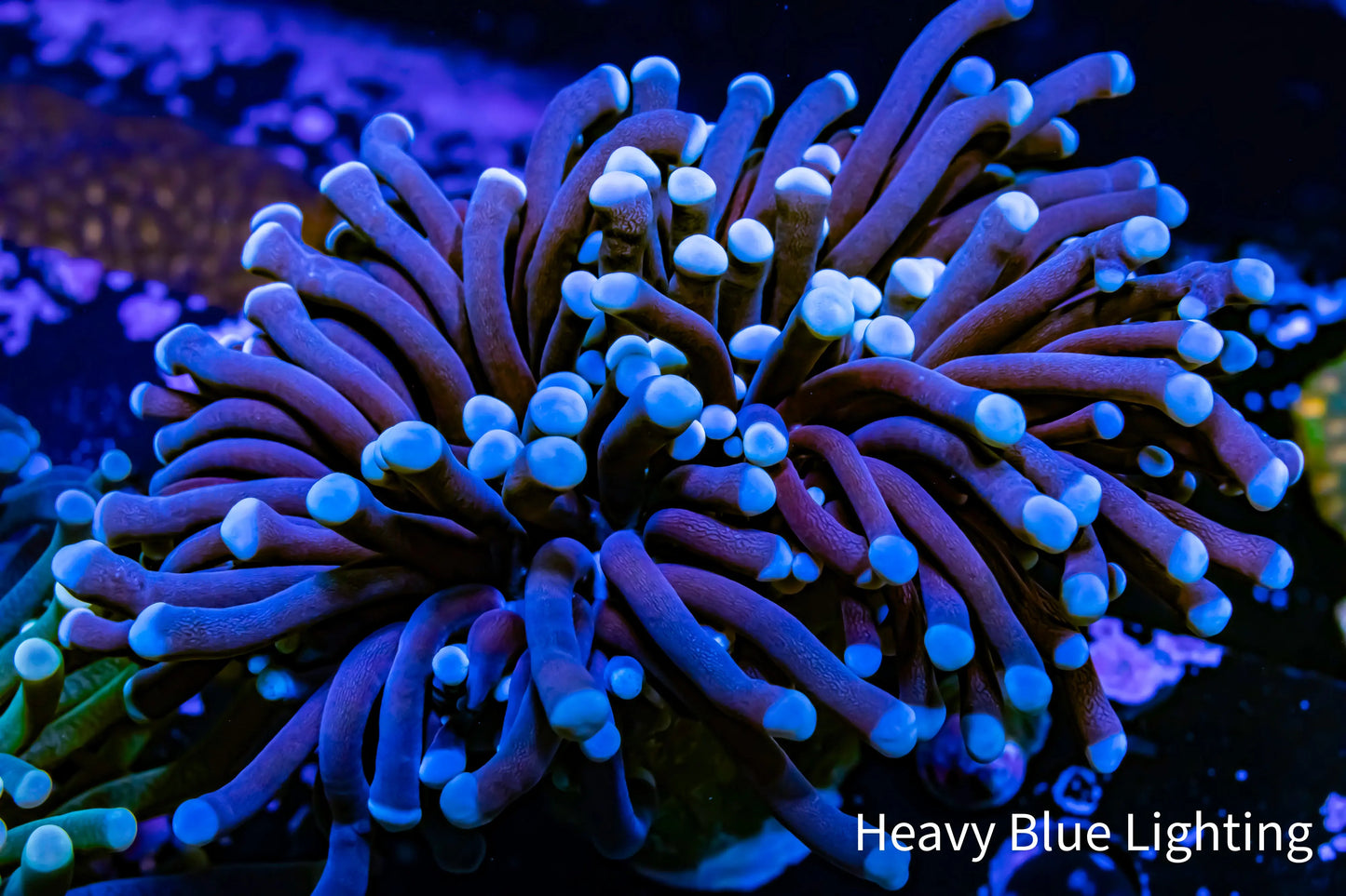 Blue Tip Torch Coral 7cm WYSIWYG Blue Tip Torch Coral 7cm WYSIWYG LPS Blue Tip Torch Coral 7cm WYSIWYG Zeo Box Reef