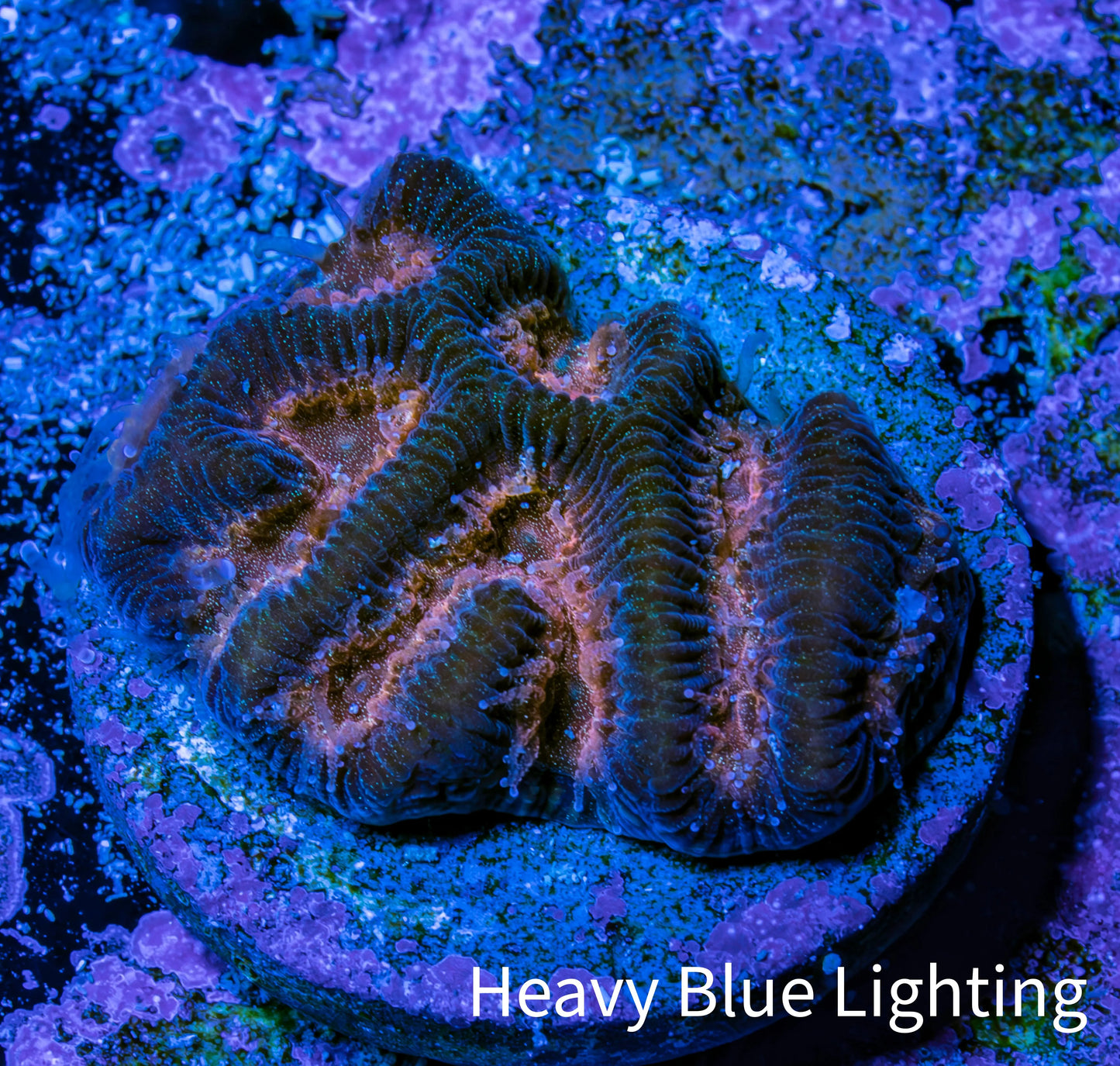 Blushing Ember Favia Coral Frag WYSIWYG Blushing Ember Favia Coral Frag WYSIWYG Aquarium Decor Blushing Ember Favia Coral Frag WYSIWYG Zeo Box Reef