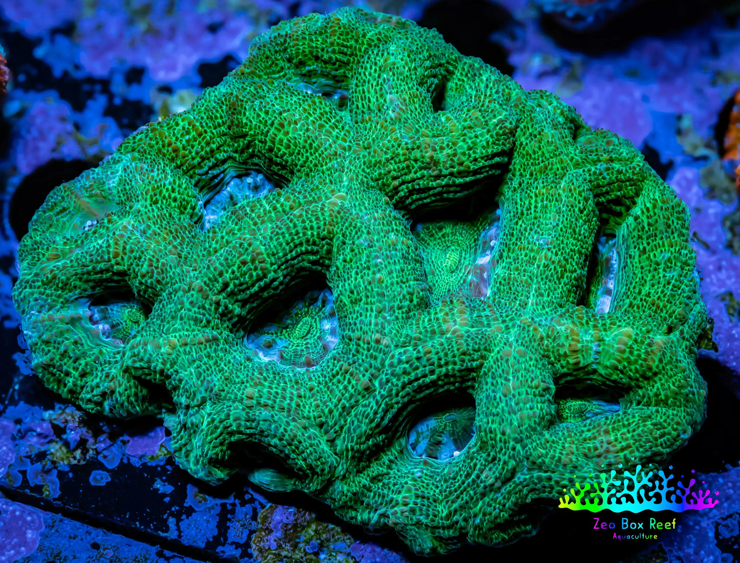BowerBanki Coral Pack 3 x BowerBanki corals BowerBanki Coral Pack 3 x BowerBanki corals BowerBanki Coral Pack 3 x BowerBanki corals Zeo Box Reef Aquaculture