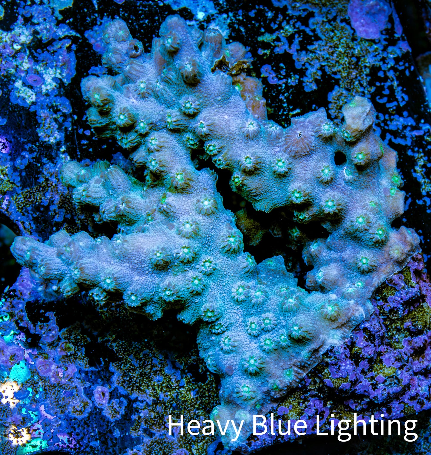 Branching Cyphastrea Coral - WYSIWYG 7cm Branching Cyphastrea Coral - WYSIWYG 7cm SPS Branching Cyphastrea Coral - WYSIWYG 7cm Zeo Box Reef
