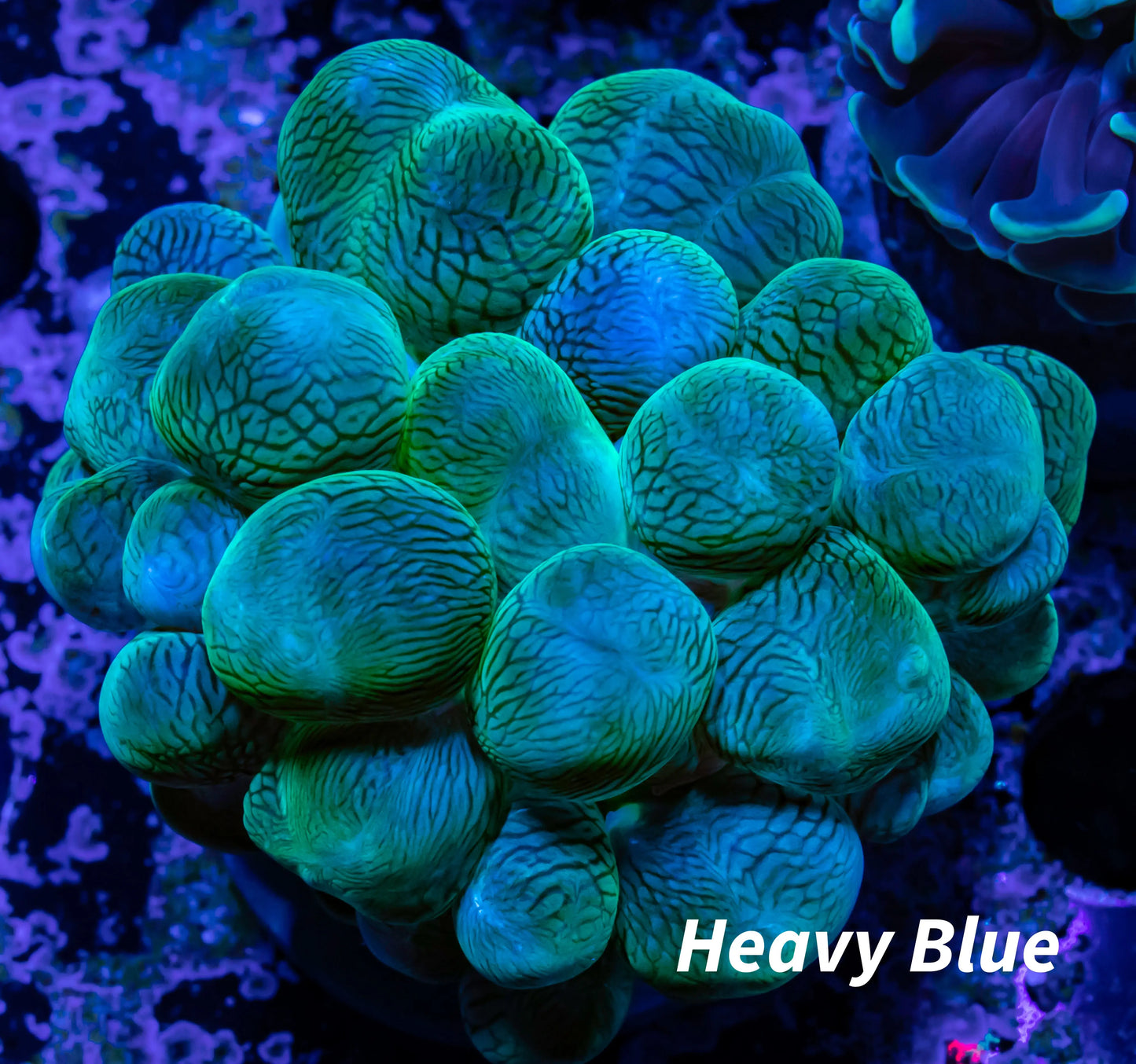 Bubble Coral- WTSIWYG 6cm Bubble Coral- WTSIWYG 6cm LPS Bubble Coral- WTSIWYG 6cm Zeo Box Reef