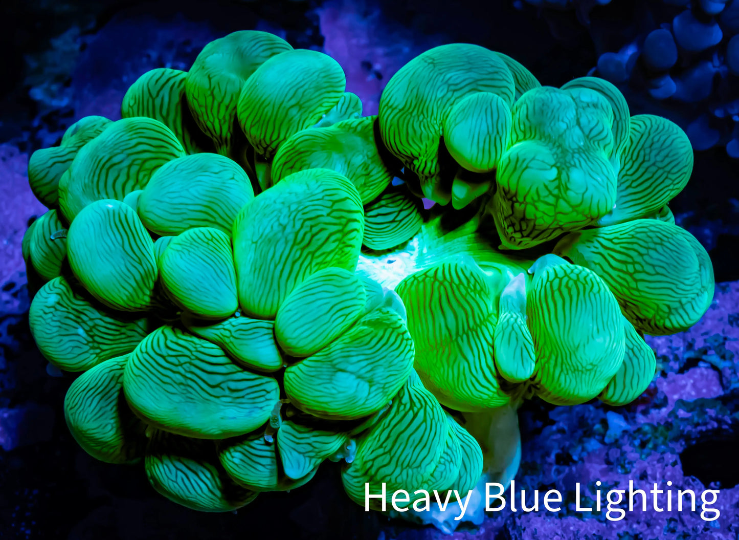 Bubble Coral- Green - Frag Bubble Coral- Green - Frag LPS Bubble Coral- Green - Frag Zeo Box Reef