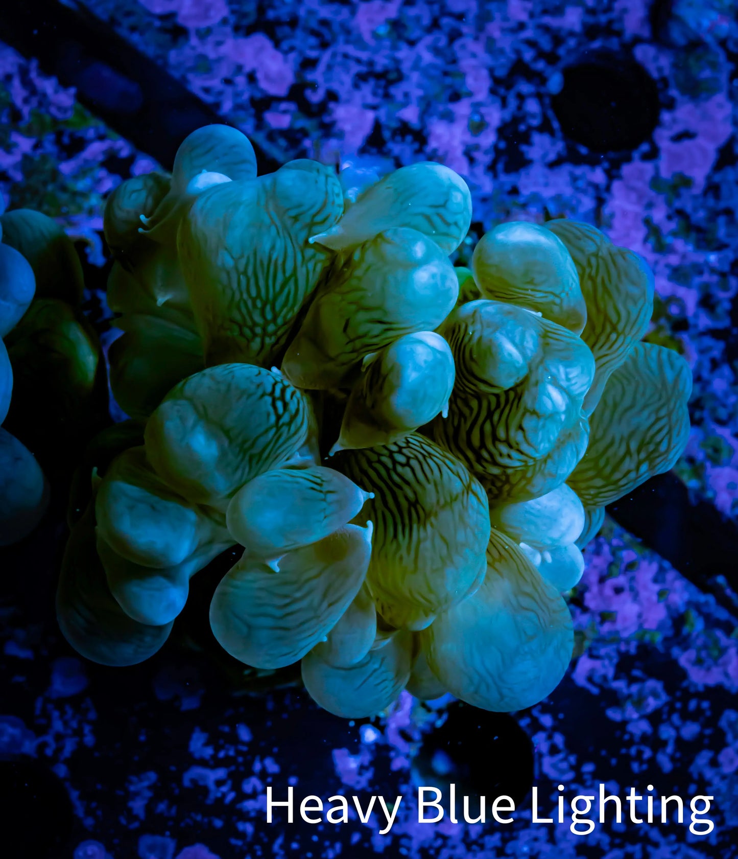 Bubble Coral- Purple - Frag Bubble Coral- Purple - Frag LPS Bubble Coral- Purple - Frag Zeo Box Reef