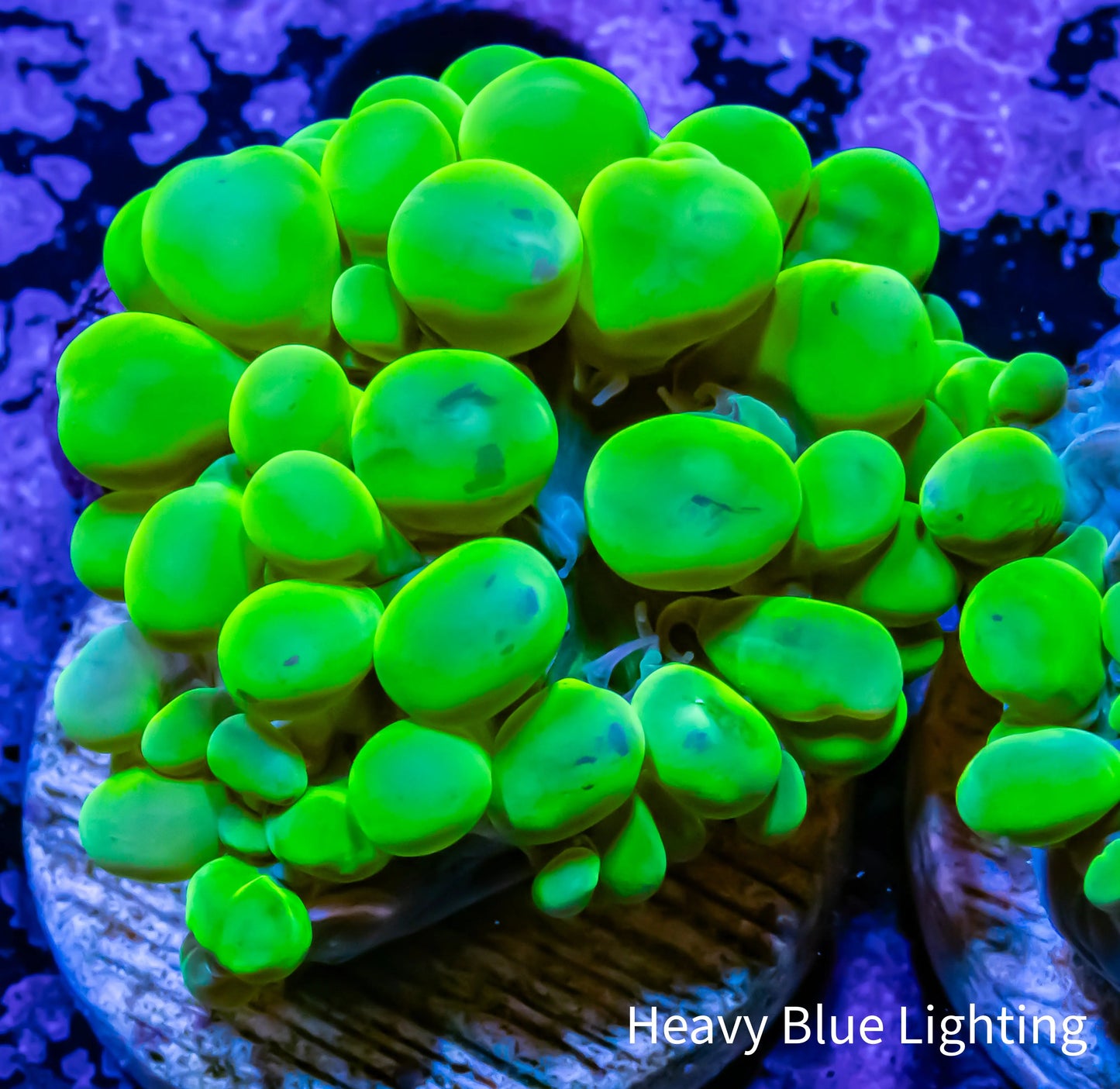 Bubble Coral lichtensteini- Toxic Green Frag Bubble Coral lichtensteini- Toxic Green Frag LPS Bubble Coral lichtensteini- Toxic Green Frag Zeo Box Reef