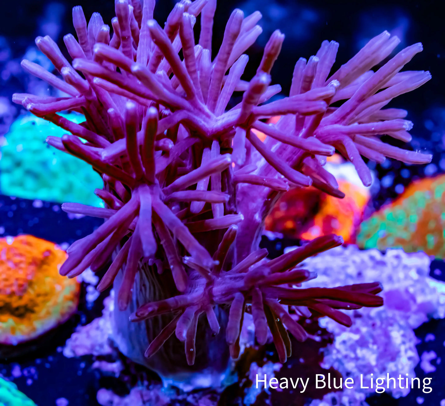 Capnella Coral 10cm Capnella Coral 10cm Soft Coral Capnella Coral 10cm Zeo Box Reef