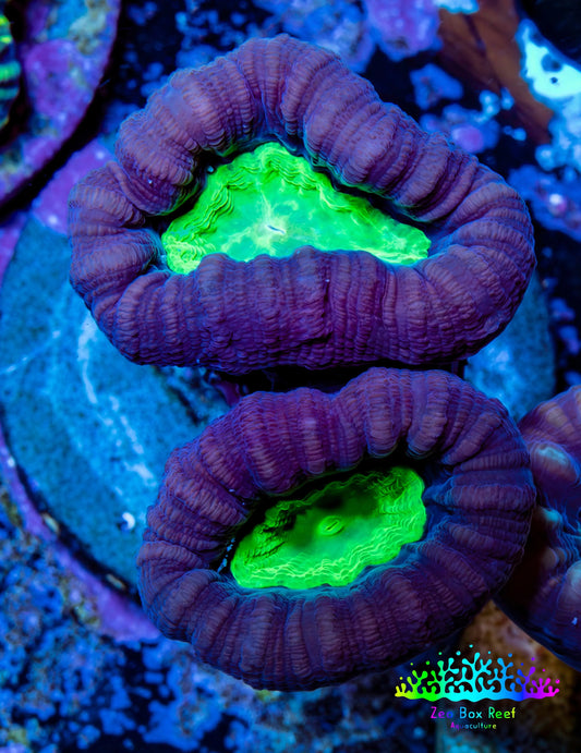 Caulastraea Coral - Candy Cane frag Purple & Green Caulastraea Coral - Candy Cane frag Purple & Green LPS Caulastraea Coral - Candy Cane frag Purple & Green Zeo Box Reef