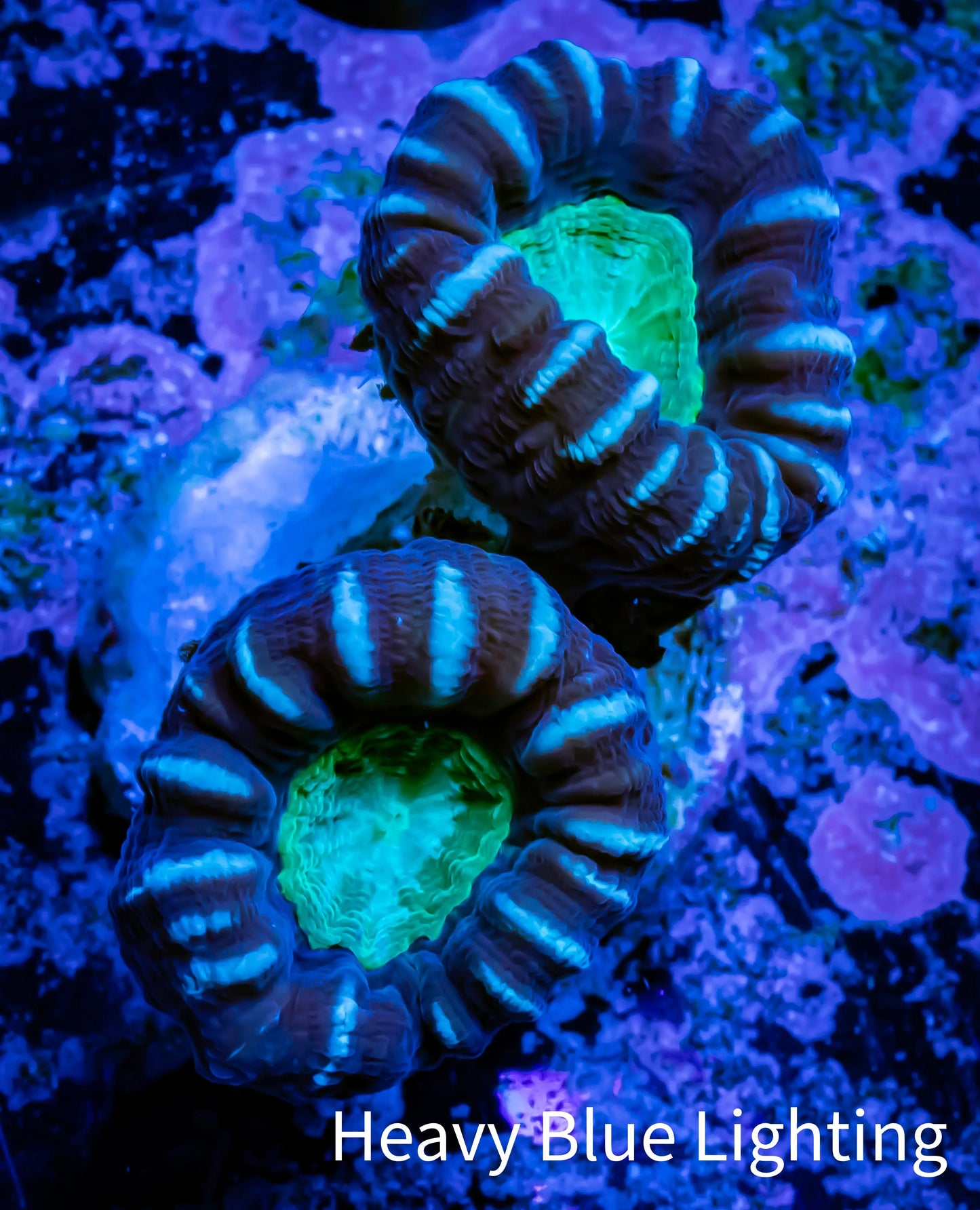 Caulastraea Coral - Pin Wheel Candy Cane frag Caulastraea Coral - Pin Wheel Candy Cane frag LPS Caulastraea Coral - Pin Wheel Candy Cane frag Zeo Box Reef