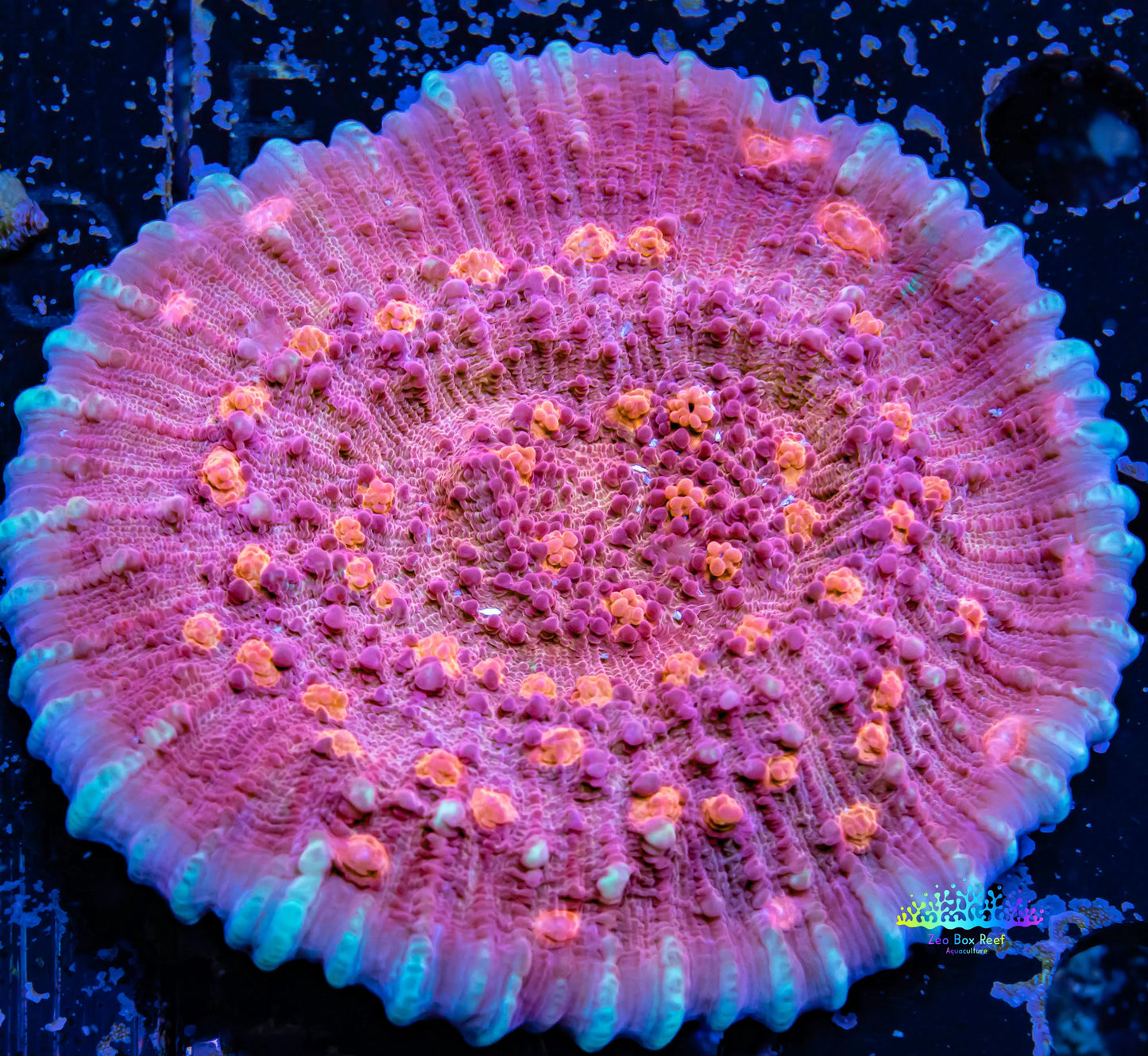 Chalice Coral- WYSIWYG 6cm Chalice Coral- WYSIWYG 6cm LPS Chalice Coral- WYSIWYG 6cm Zeo Box Reef