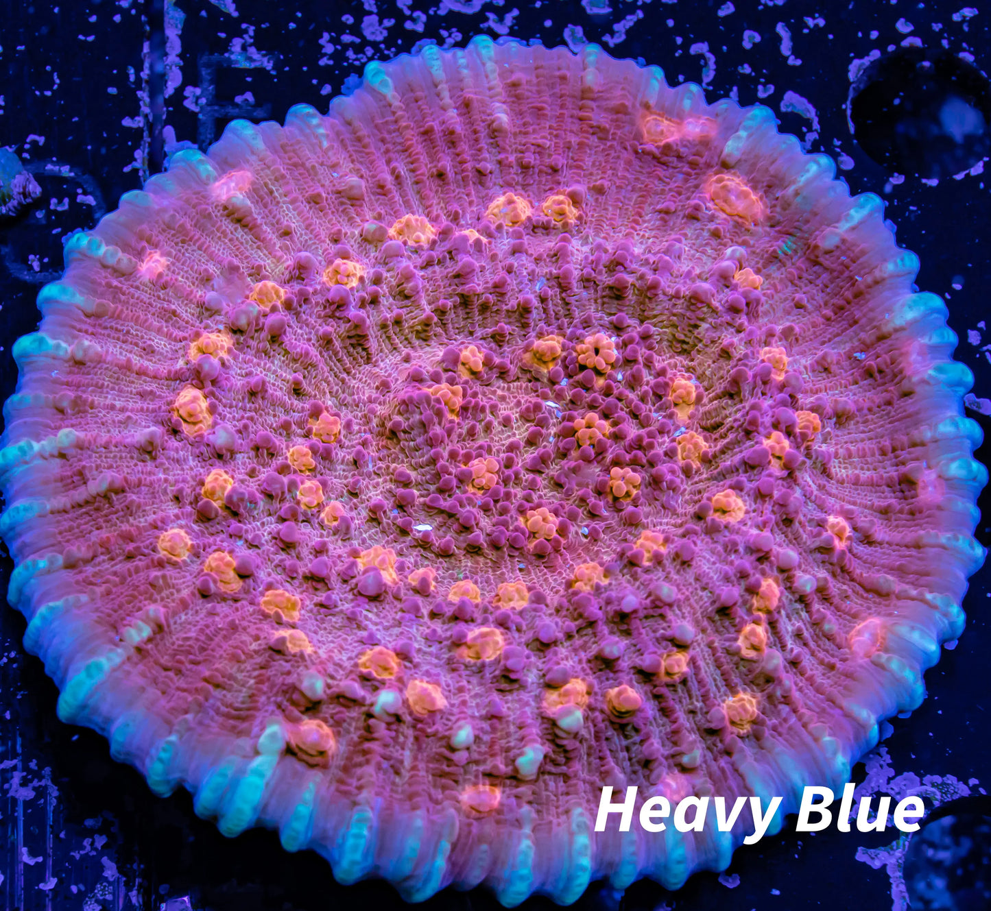 Chalice Coral- WYSIWYG 6cm Chalice Coral- WYSIWYG 6cm LPS Chalice Coral- WYSIWYG 6cm Zeo Box Reef