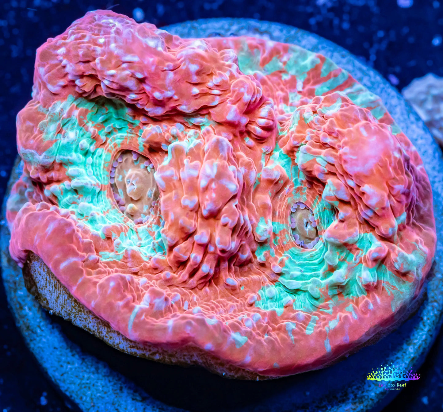 Chalice Coral- WYSIWYG Frag Chalice Coral- WYSIWYG Frag LPS Chalice Coral- WYSIWYG Frag Zeo Box Reef