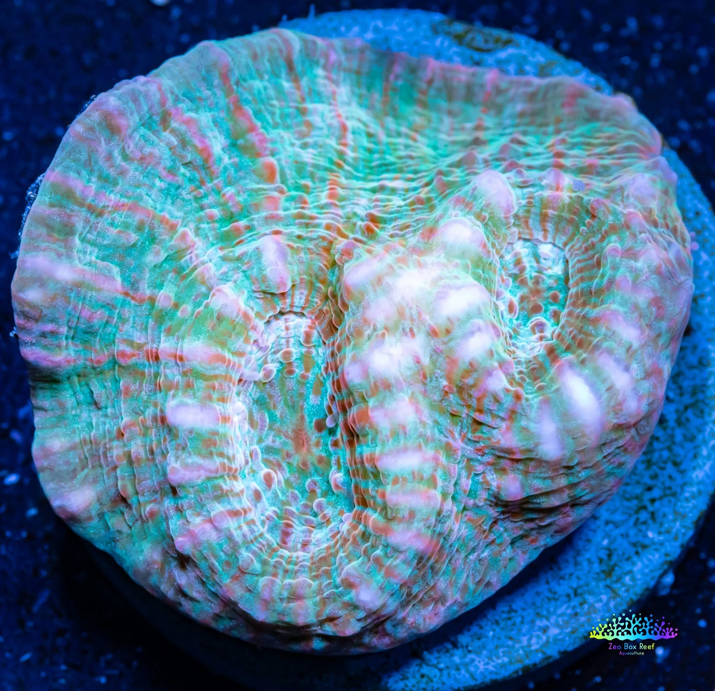 Chalice Coral- WYSIWYG Frag Chalice Coral- WYSIWYG Frag LPS Chalice Coral- WYSIWYG Frag Zeo Box Reef