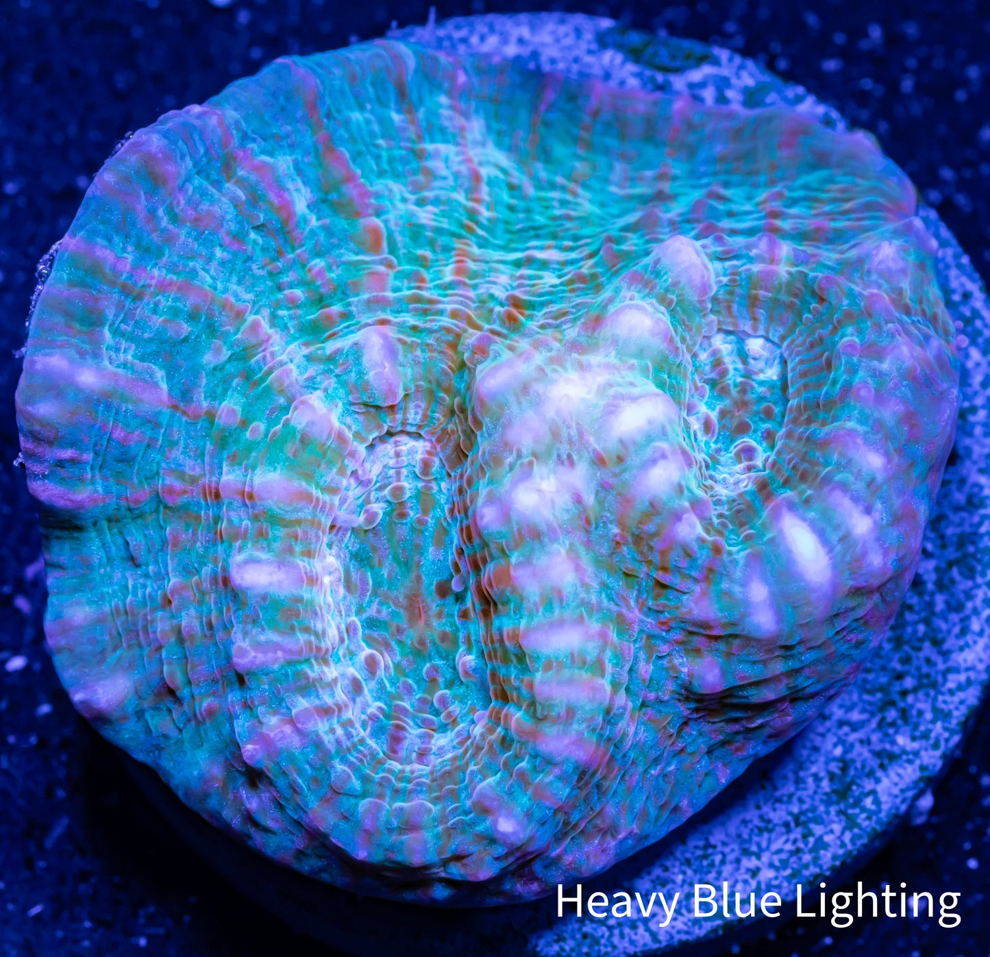Chalice Coral- WYSIWYG Frag Chalice Coral- WYSIWYG Frag LPS Chalice Coral- WYSIWYG Frag Zeo Box Reef