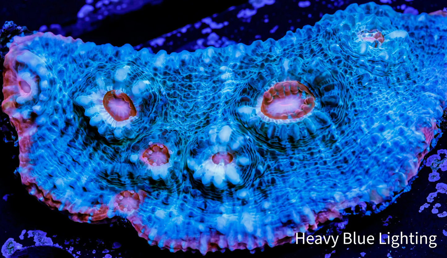 Chalice Coral- WYSIWYG Frag Chalice Coral- WYSIWYG Frag LPS Chalice Coral- WYSIWYG Frag Zeo Box Reef