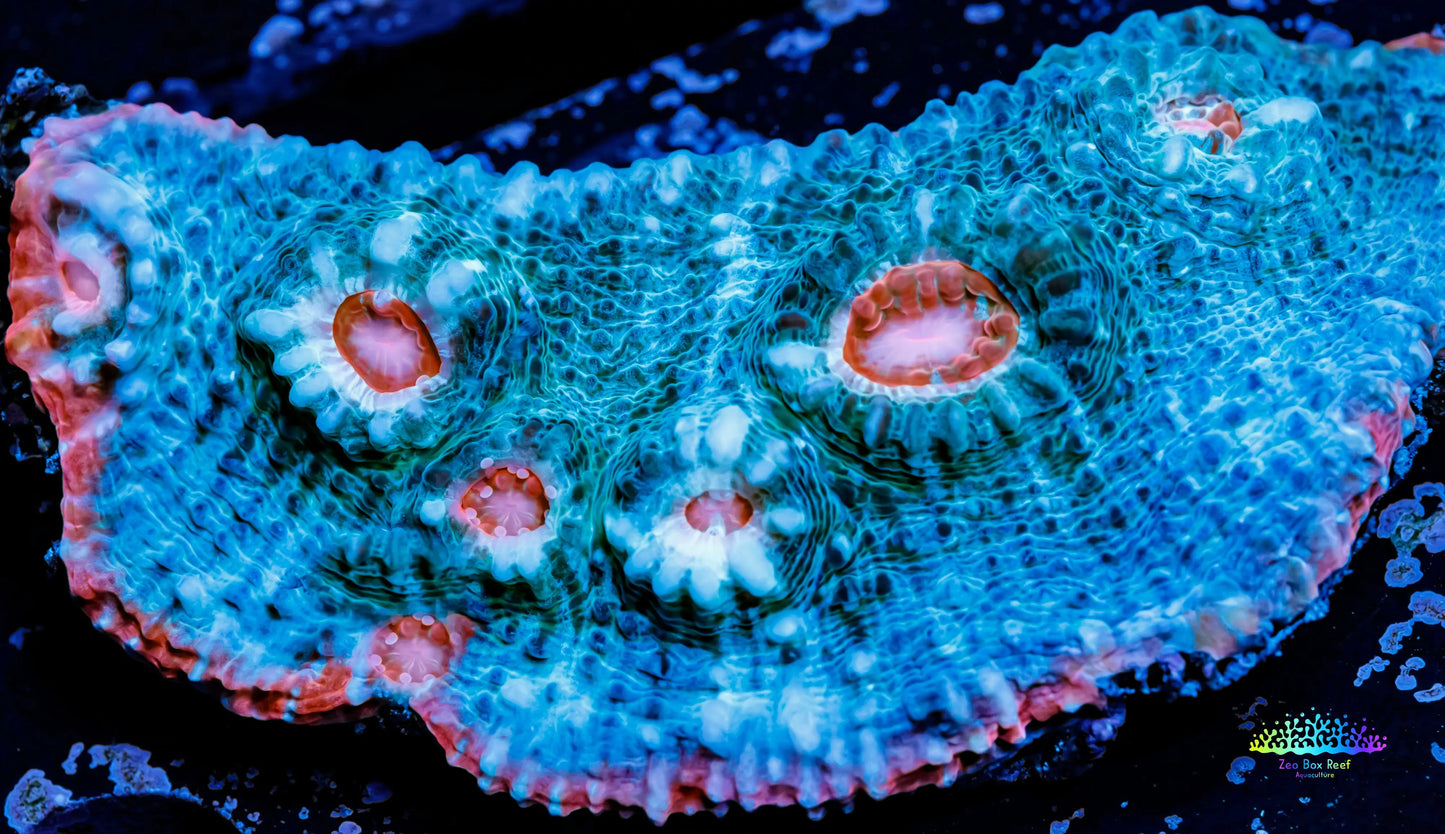 Chalice Coral- WYSIWYG Frag Chalice Coral- WYSIWYG Frag LPS Chalice Coral- WYSIWYG Frag Zeo Box Reef