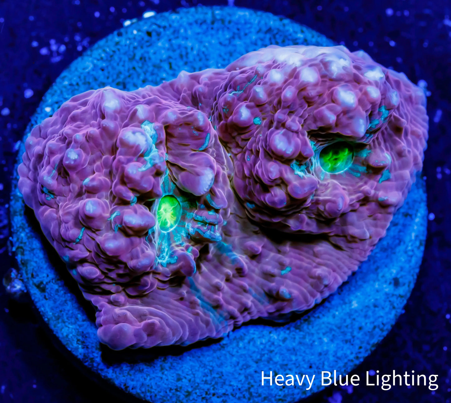 Chalice Coral- WYSIWYG Frag Chalice Coral- WYSIWYG Frag LPS Chalice Coral- WYSIWYG Frag Zeo Box Reef