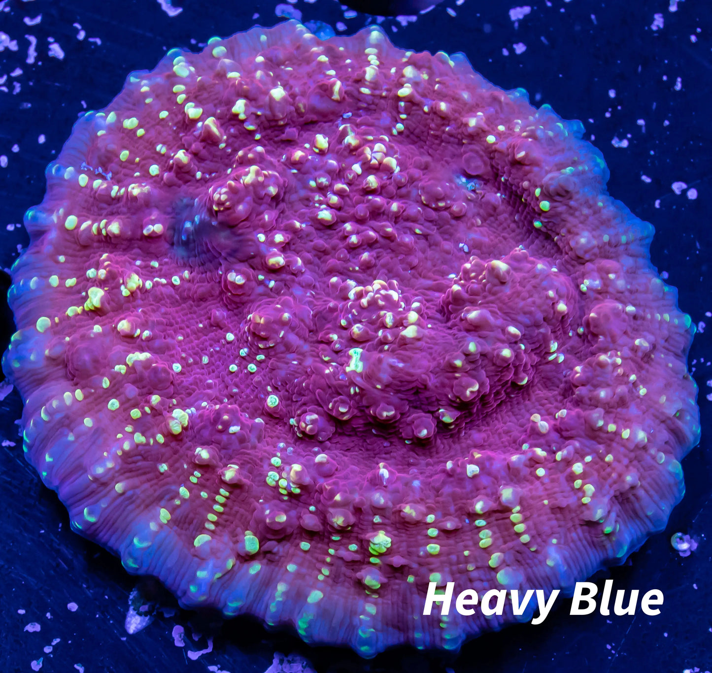 Chalice Coral- Flame Thrower Chalice WYSIWYG 5cm Chalice Coral- Flame Thrower Chalice WYSIWYG 5cm LPS Chalice Coral- Flame Thrower Chalice WYSIWYG 5cm Zeo Box Reef