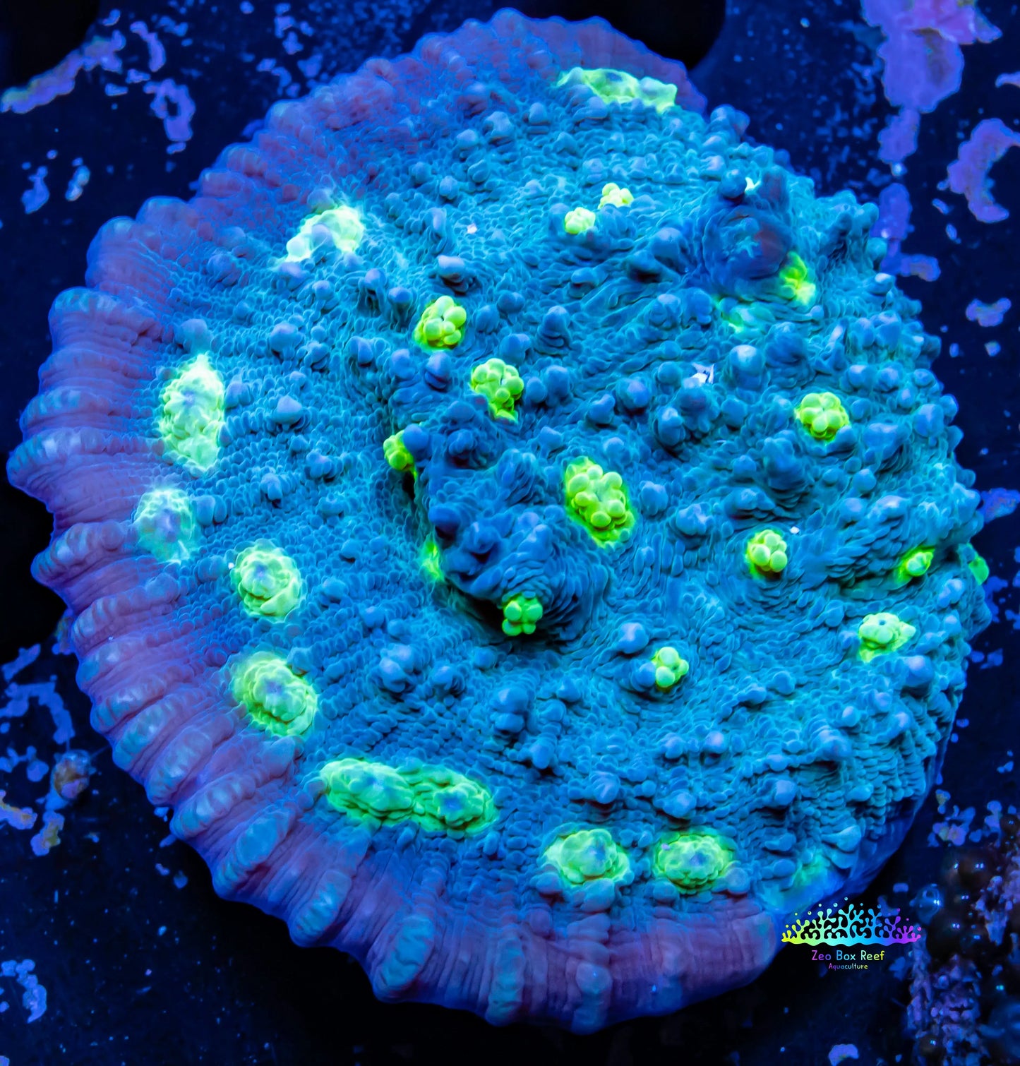 Chalice Coral- Hollywood Stunner Chalice WYSIWYG 5cm Chalice Coral- Hollywood Stunner Chalice WYSIWYG 5cm LPS Chalice Coral- Hollywood Stunner Chalice WYSIWYG 5cm Zeo Box Reef