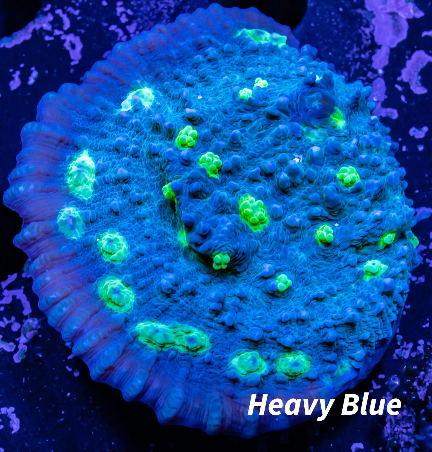 Chalice Coral- Hollywood Stunner Chalice WYSIWYG 5cm Chalice Coral- Hollywood Stunner Chalice WYSIWYG 5cm LPS Chalice Coral- Hollywood Stunner Chalice WYSIWYG 5cm Zeo Box Reef