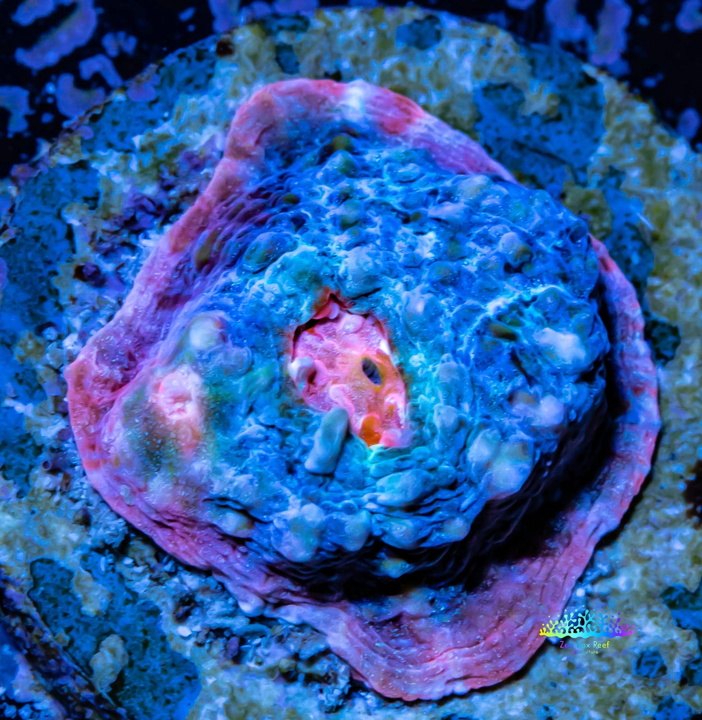 Chalice Coral- Chalice Frag Chalice Coral- Chalice Frag LPS Chalice Coral- Chalice Frag Zeo Box Reef