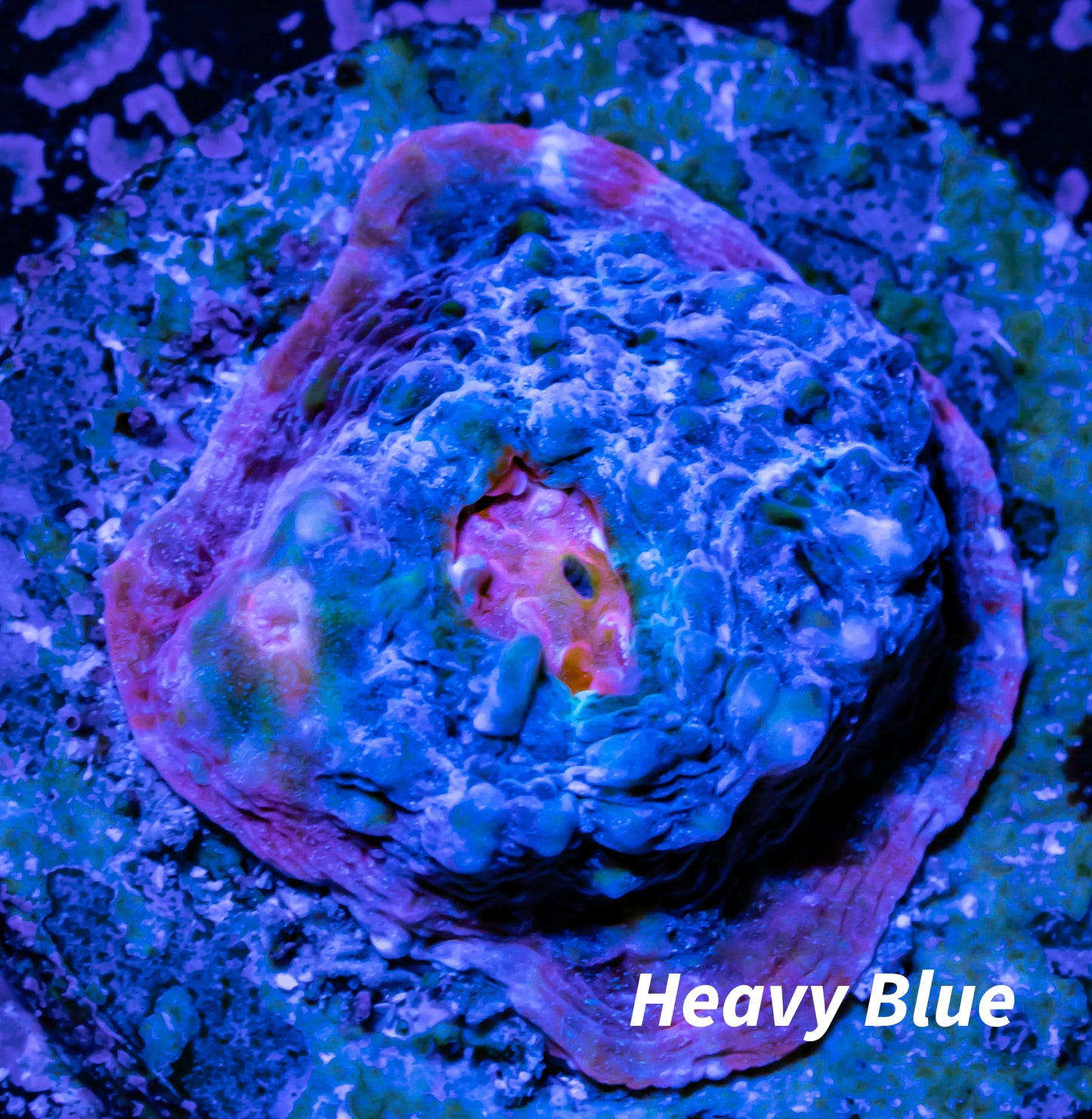 Chalice Coral- Chalice Frag Chalice Coral- Chalice Frag LPS Chalice Coral- Chalice Frag Zeo Box Reef