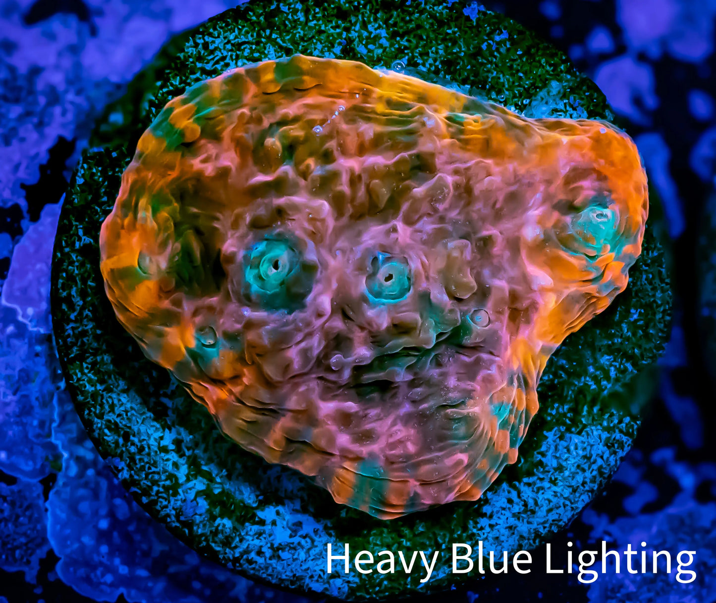 Chalice Coral- Chalice Frag WYSIWYG C1R4B1 Chalice Coral- Chalice Frag WYSIWYG C1R4B1 LPS Chalice Coral- Chalice Frag WYSIWYG C1R4B1 Zeo Box Reef