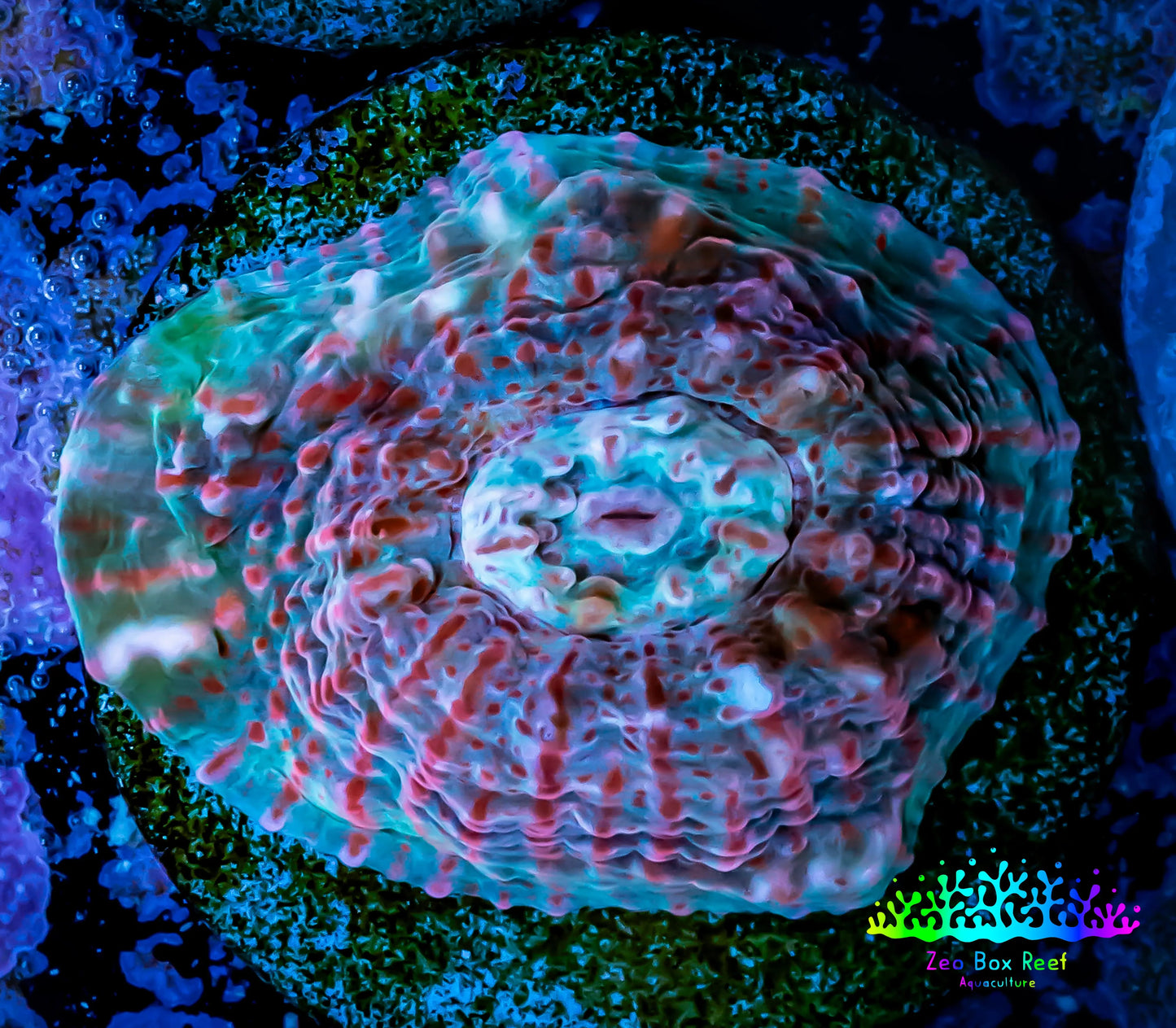 Chalice Coral- Chalice Frag WYSIWYG C2R4B1 Chalice Coral- Chalice Frag WYSIWYG C2R4B1 LPS Chalice Coral- Chalice Frag WYSIWYG C2R4B1 Zeo Box Reef