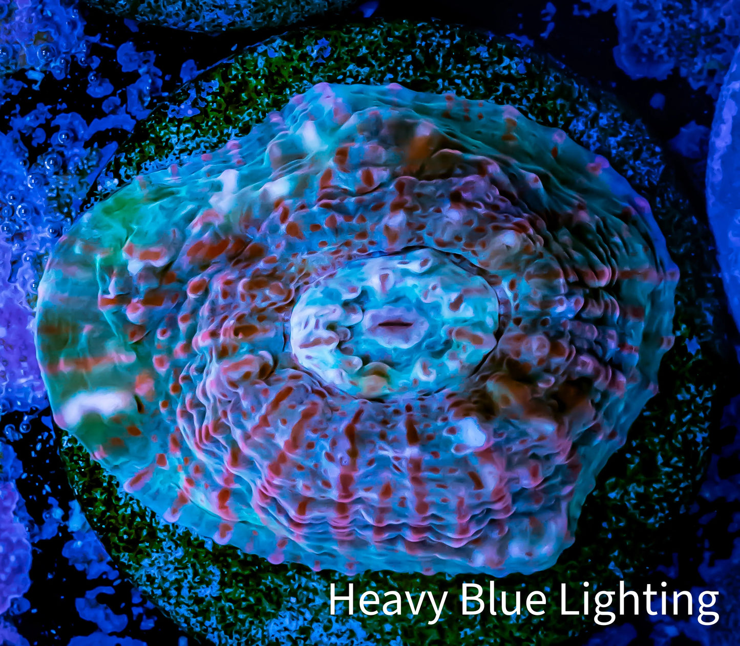 Chalice Coral- Chalice Frag WYSIWYG C2R4B1 Chalice Coral- Chalice Frag WYSIWYG C2R4B1 LPS Chalice Coral- Chalice Frag WYSIWYG C2R4B1 Zeo Box Reef