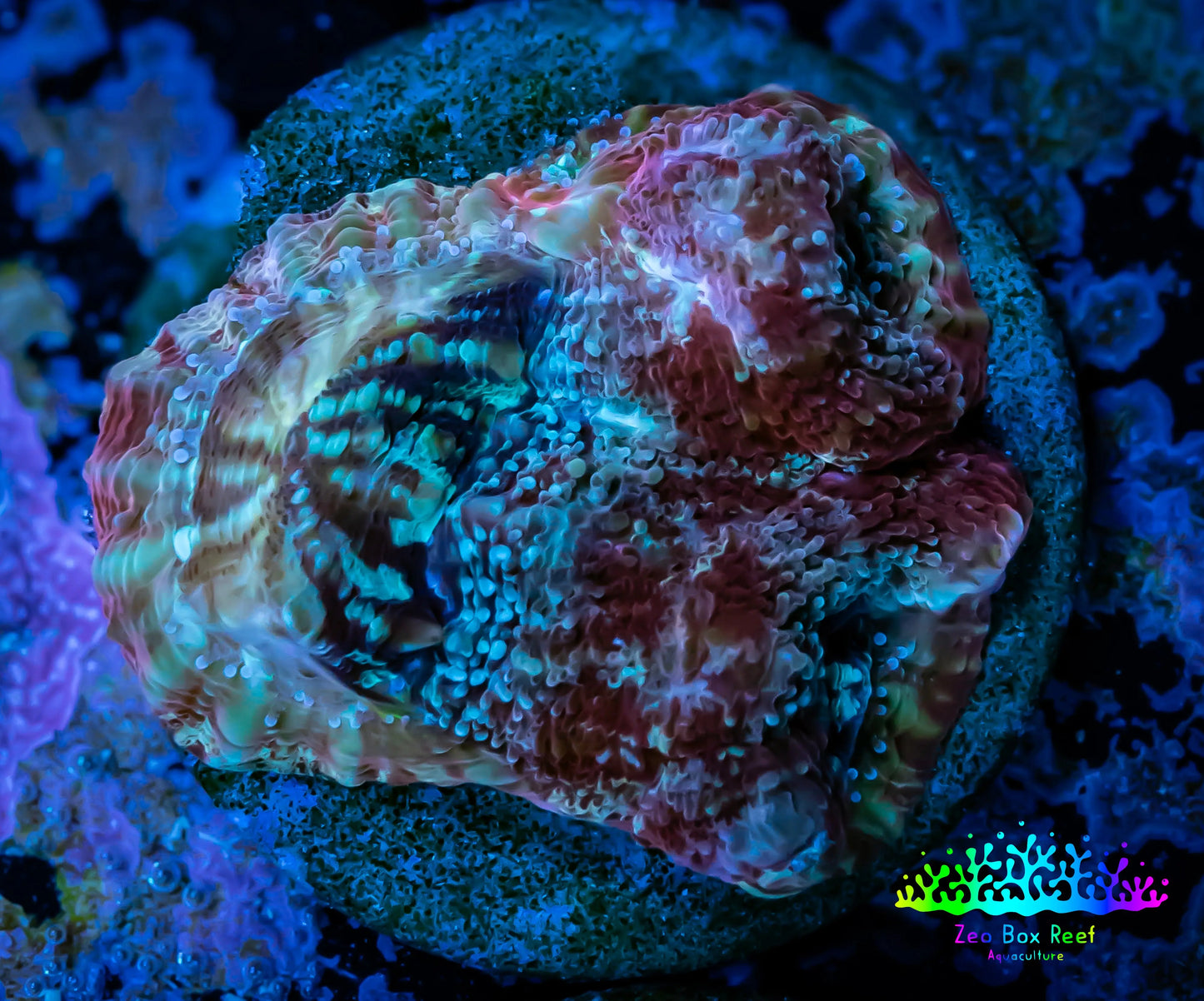 Chalice Coral- Chalice Frag WYSIWYG C3R4B1 Chalice Coral- Chalice Frag WYSIWYG C3R4B1 LPS Chalice Coral- Chalice Frag WYSIWYG C3R4B1 Zeo Box Reef