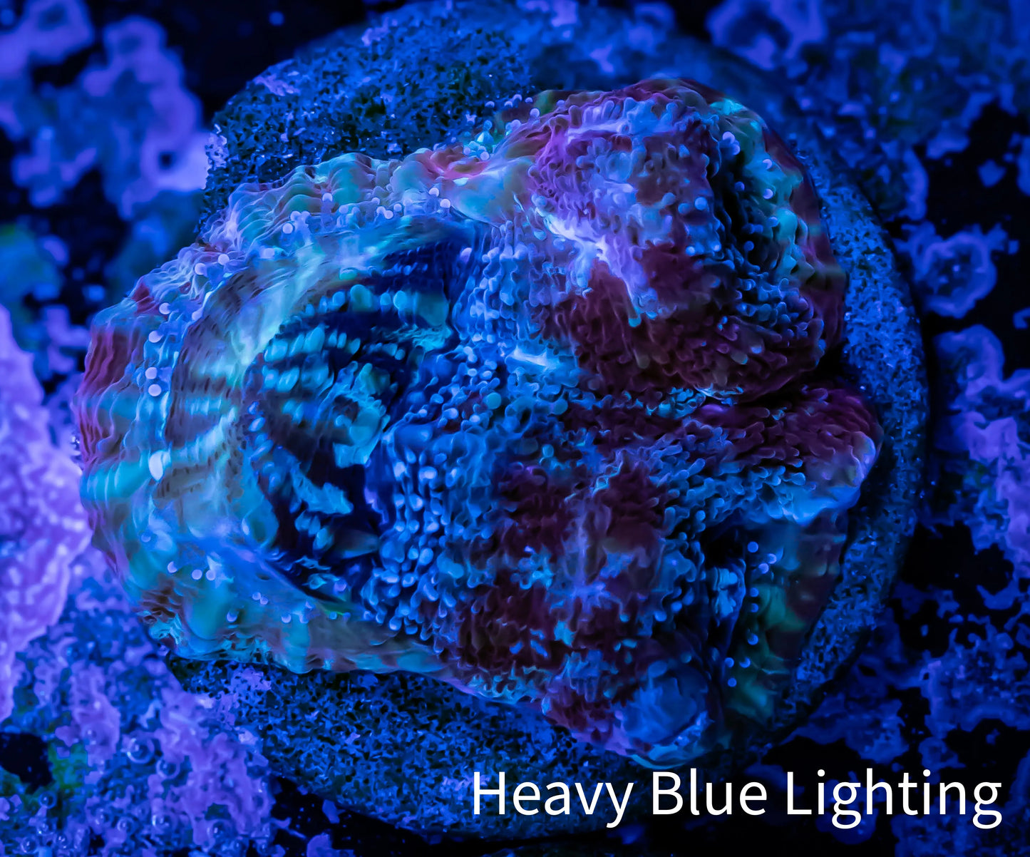 Chalice Coral- Chalice Frag WYSIWYG C3R4B1 Chalice Coral- Chalice Frag WYSIWYG C3R4B1 LPS Chalice Coral- Chalice Frag WYSIWYG C3R4B1 Zeo Box Reef