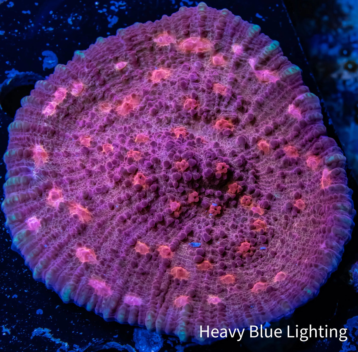 Chalice Coral- Golden Eye WYSIWYG 8cm Chalice Coral- Golden Eye WYSIWYG 8cm LPS Chalice Coral- Golden Eye WYSIWYG 8cm Zeo Box Reef