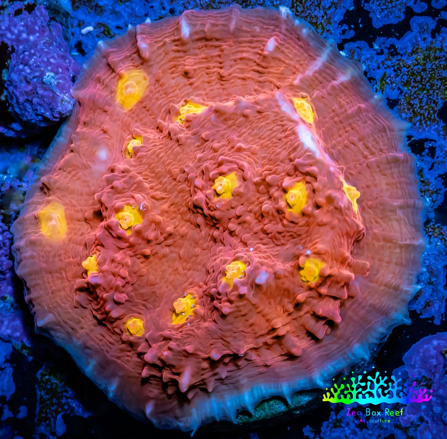 Chalice Coral- Golden Eye WYSIWYG Frag Chalice Coral- Golden Eye WYSIWYG Frag LPS Chalice Coral- Golden Eye WYSIWYG Frag Zeo Box Reef