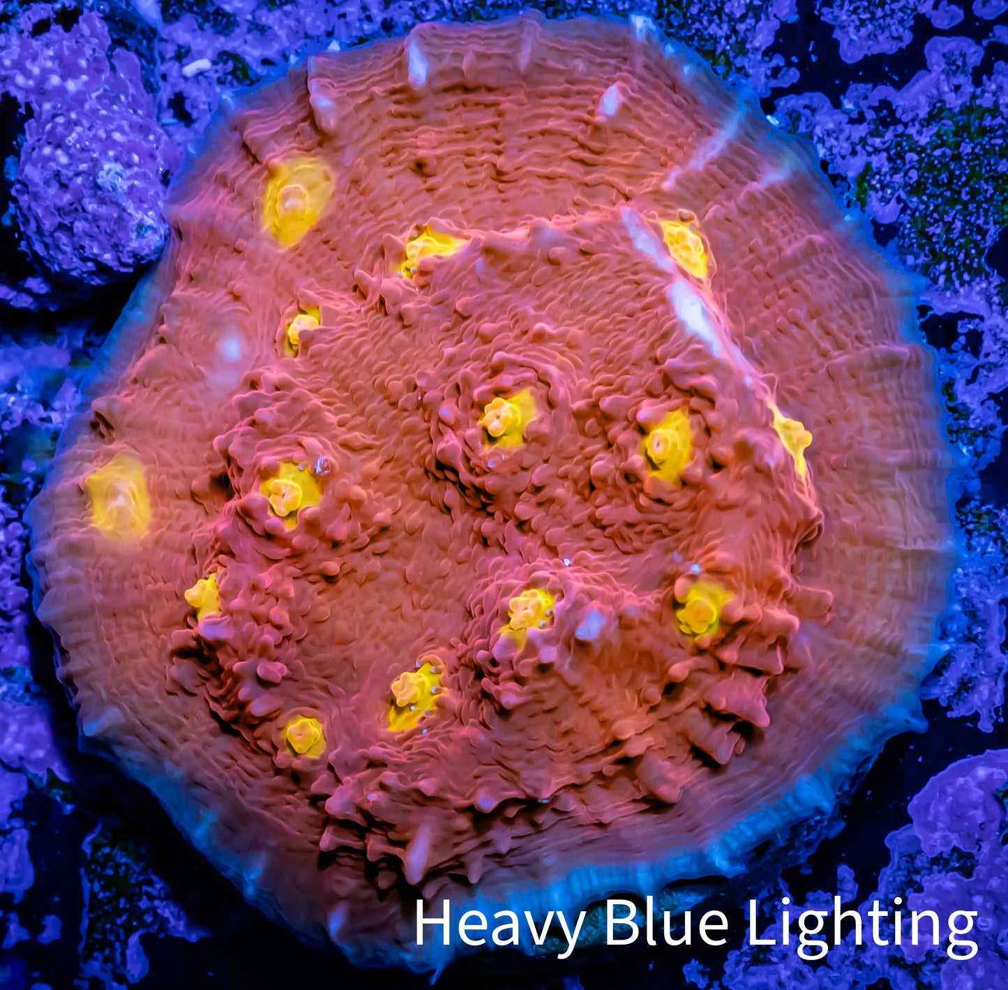 Chalice Coral- Golden Eye WYSIWYG Frag Chalice Coral- Golden Eye WYSIWYG Frag LPS Chalice Coral- Golden Eye WYSIWYG Frag Zeo Box Reef