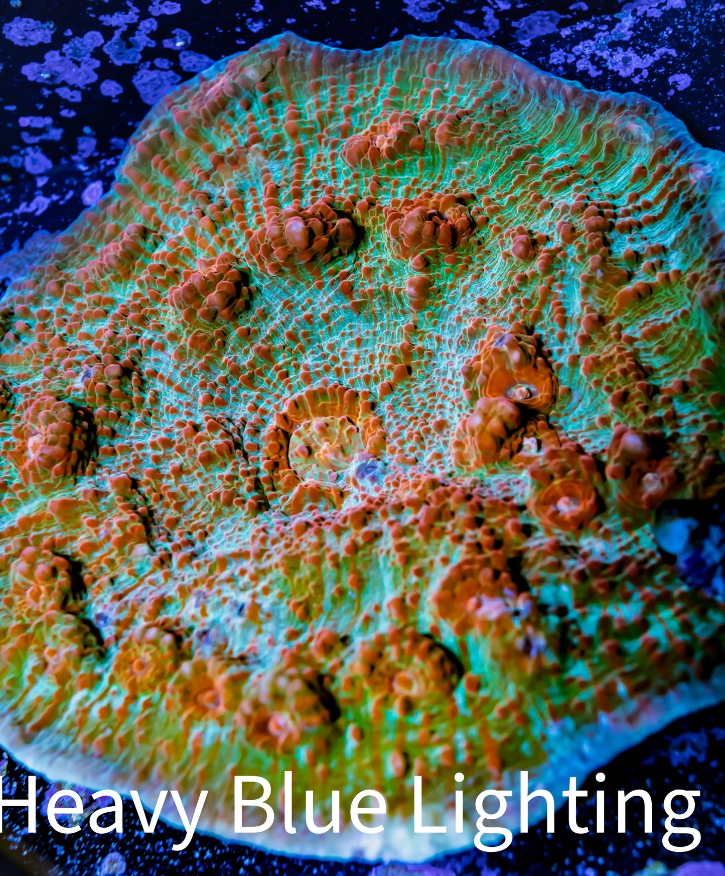 Chalice Coral- Ultra WYSIWYG 10cm Chalice Coral- Ultra WYSIWYG 10cm LPS Chalice Coral- Ultra WYSIWYG 10cm Zeo Box Reef