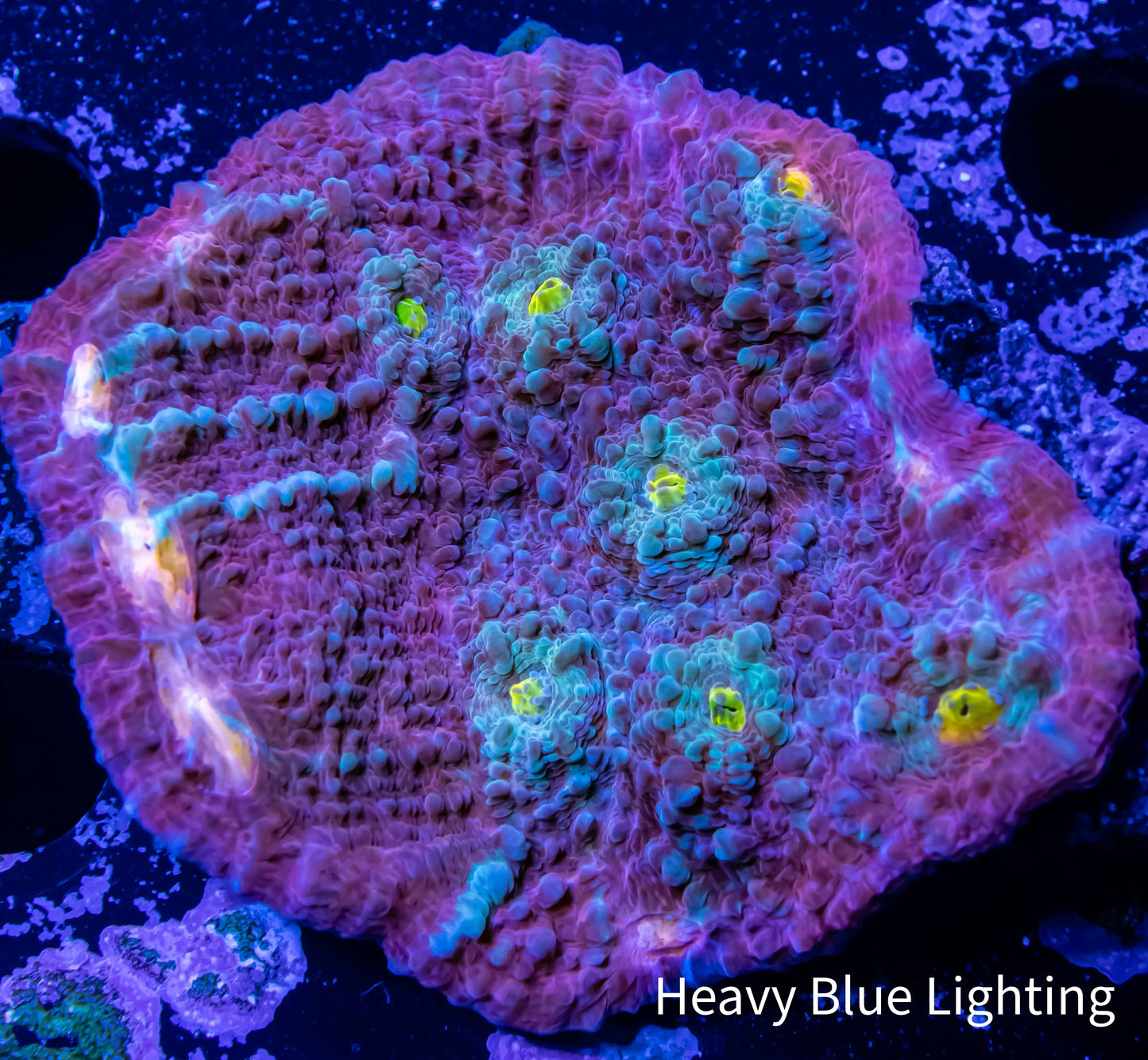Chalice Coral- Ultra WYSIWYG 5cm Chalice Coral- Ultra WYSIWYG 5cm LPS Chalice Coral- Ultra WYSIWYG 5cm Zeo Box Reef