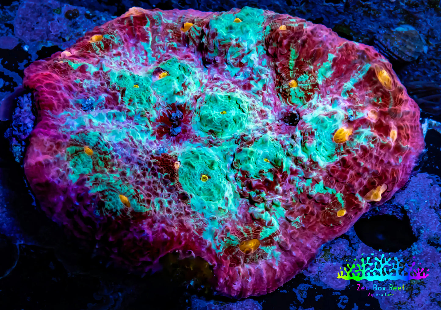 Chalice Coral- Ultra WYSIWYG 8cm Chalice Coral- Ultra WYSIWYG 8cm LPS Chalice Coral- Ultra WYSIWYG 8cm Zeo Box Reef