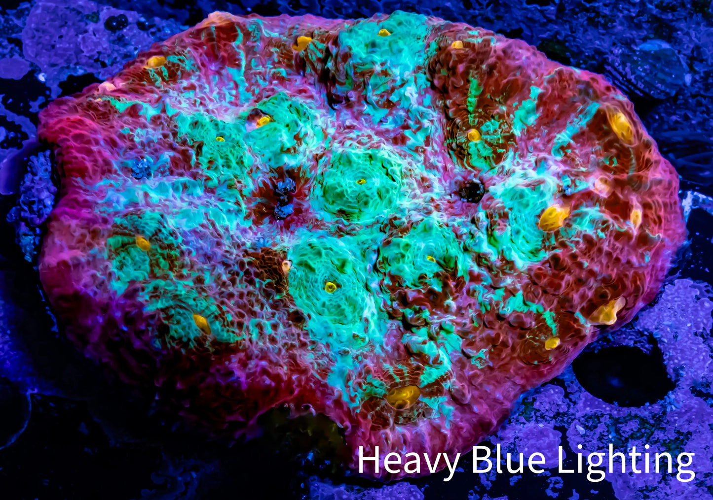 Chalice Coral- Ultra WYSIWYG 8cm Chalice Coral- Ultra WYSIWYG 8cm LPS Chalice Coral- Ultra WYSIWYG 8cm Zeo Box Reef