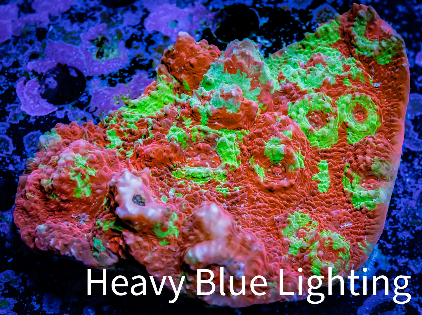 Chalice Coral- Ultra Water Melon 🍉 WYSIWYG 8cm Chalice Coral- Ultra Water Melon 🍉 WYSIWYG 8cm LPS Chalice Coral- Ultra Water Melon 🍉 WYSIWYG 8cm Zeo Box Reef