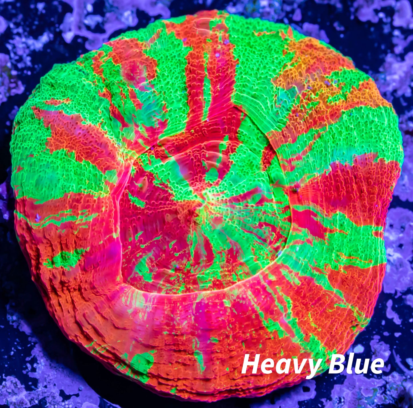 Copy of Scolymia Australis- Ultra Bleeding Apple Scoly Coral 3cm WYSIWYG Copy of Scolymia Australis- Ultra Bleeding Apple Scoly Coral 3cm WYSIWYG LPS Copy of Scolymia Australis- Ultra Bleeding Apple Scoly Coral 3cm WYSIWYG Zeo Box Reef